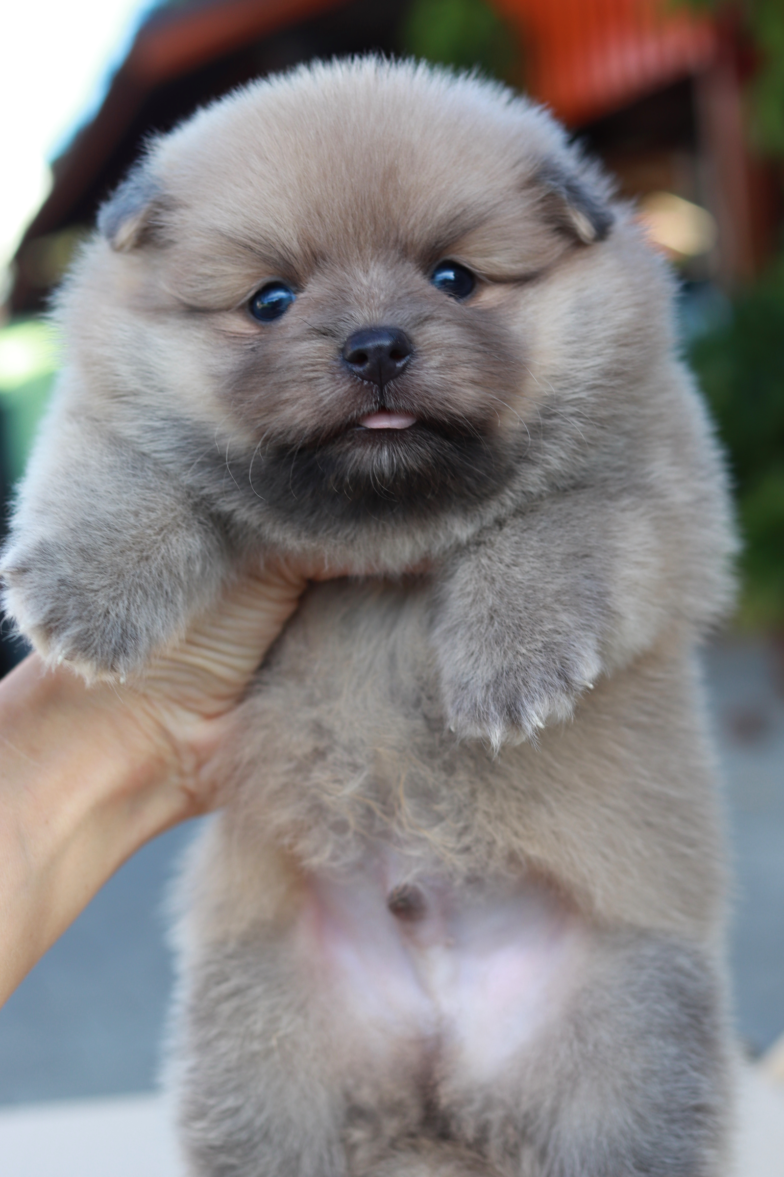 ปอมเมอเรเนียน เพศผู้ สีโอวัลติน