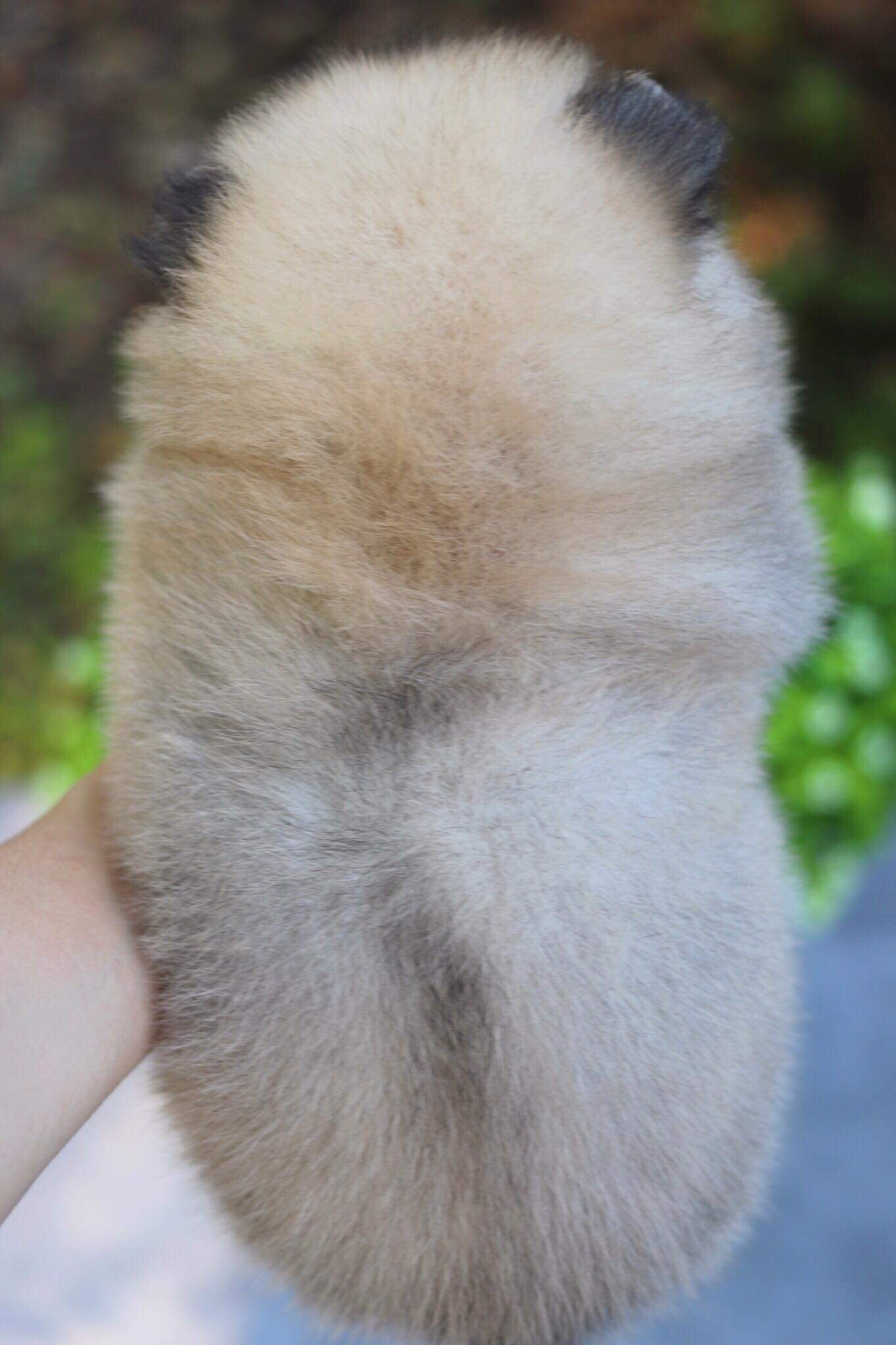 ปอมเมอเรเนียน เพศเมีย