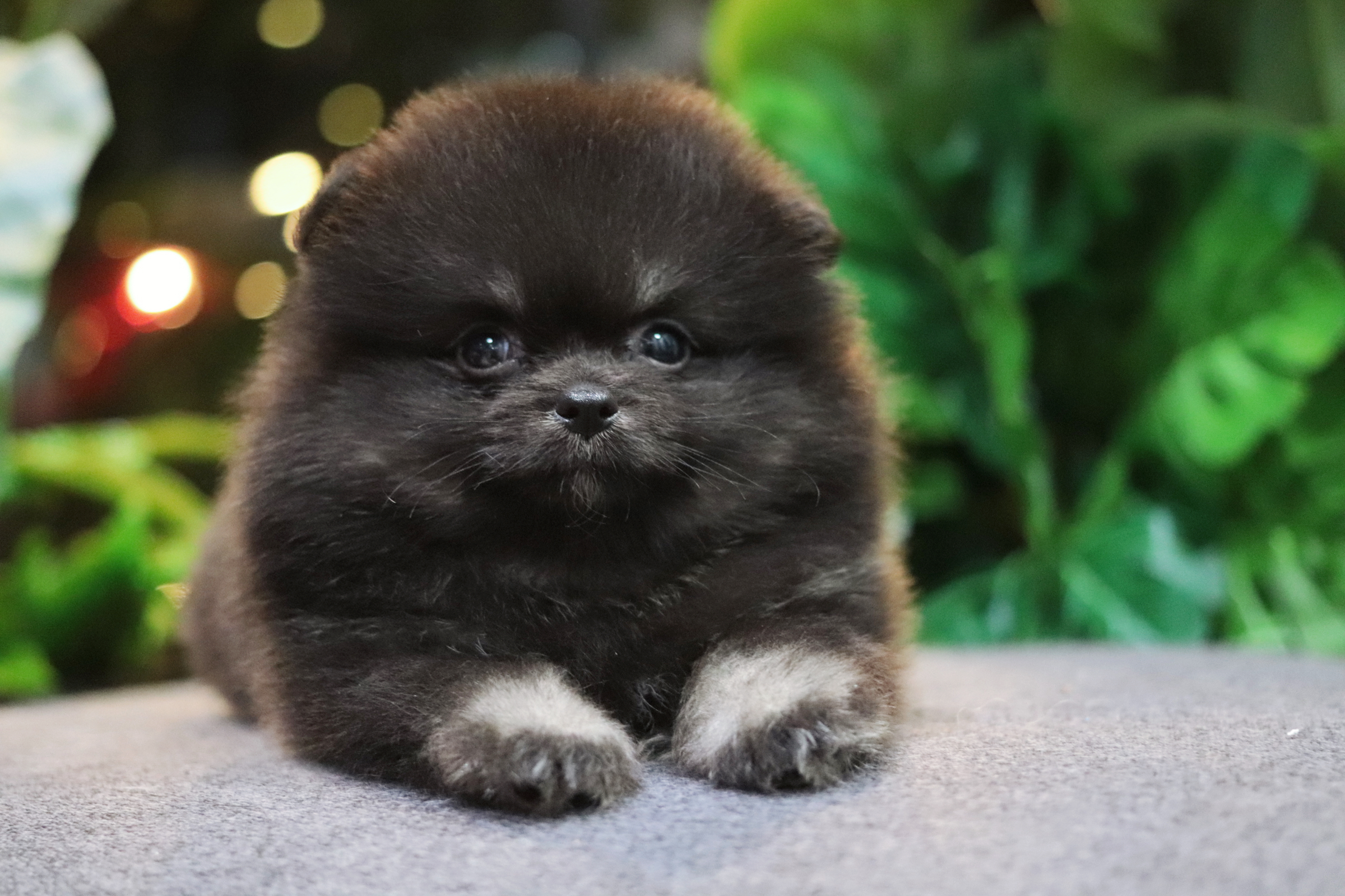 ปอมเมอเรเนียน เพศผู้แบล็คแทน