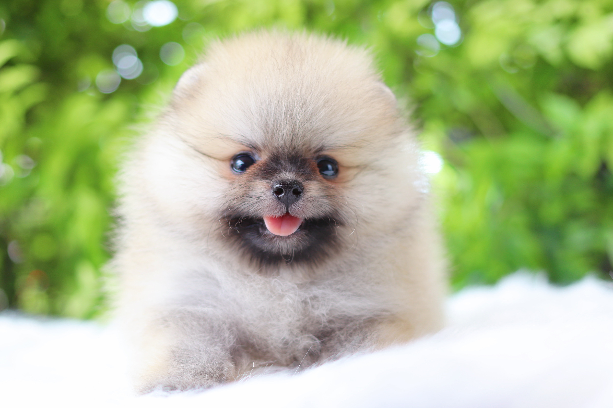 ปอมเมอเรเนียน เพศเมียสีส้ม เกรดโชว์