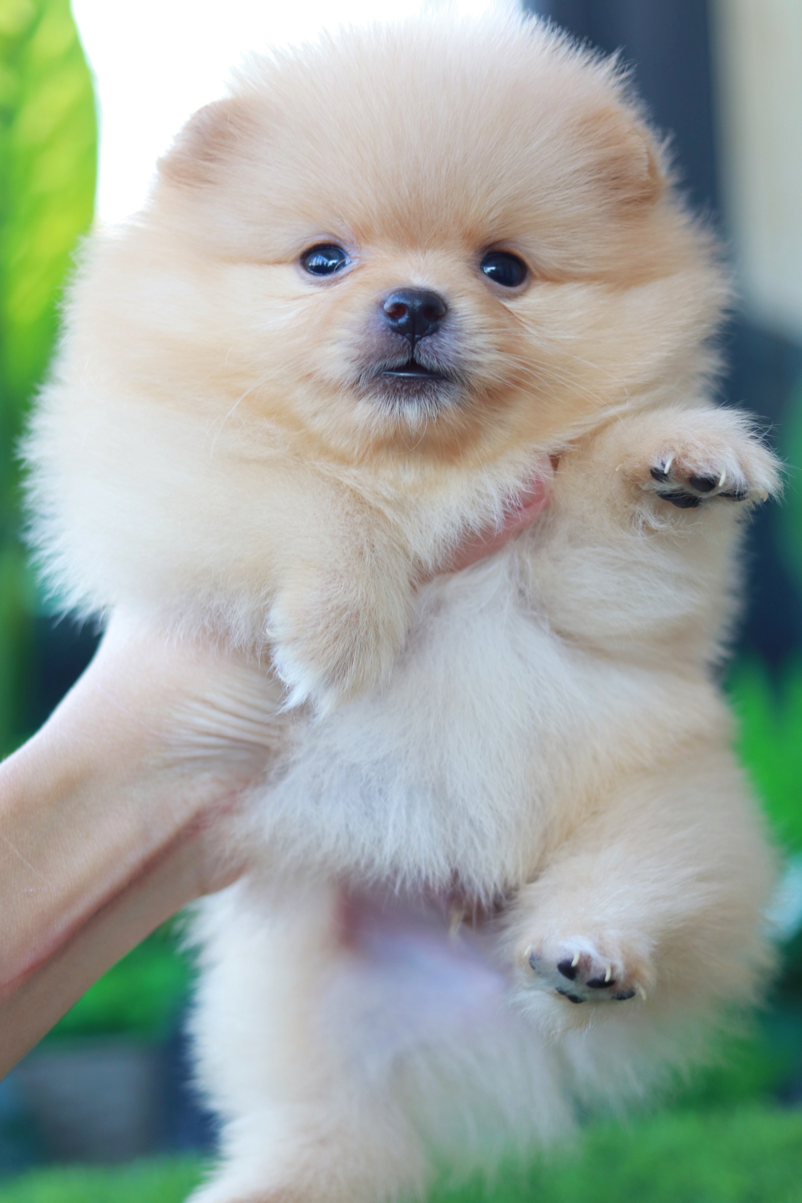 ปอมเมอเรเนียน เพศผู้ สีครีม