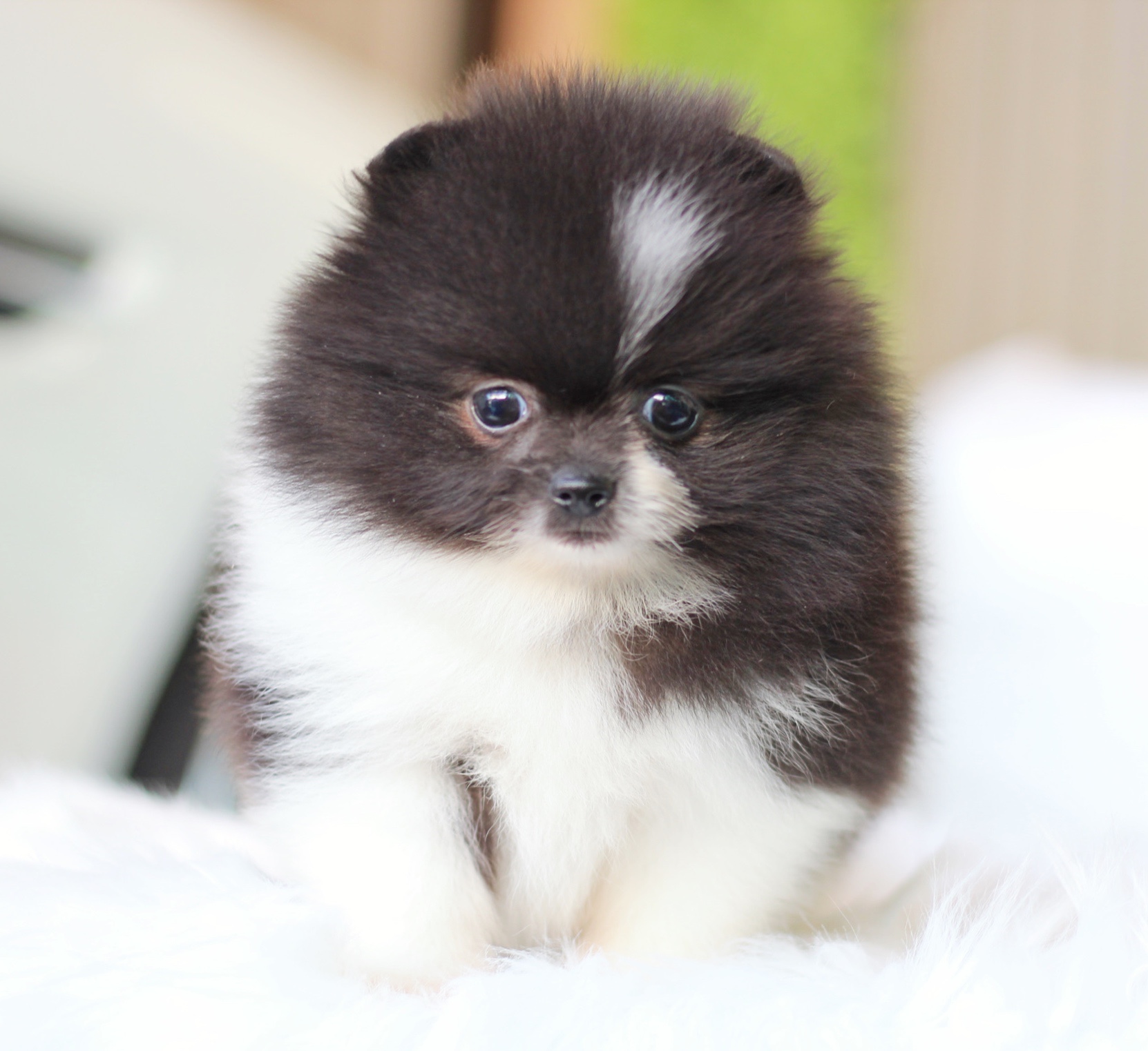 ปอมเมอเรเนียน เพศผู้สีแฟนซี