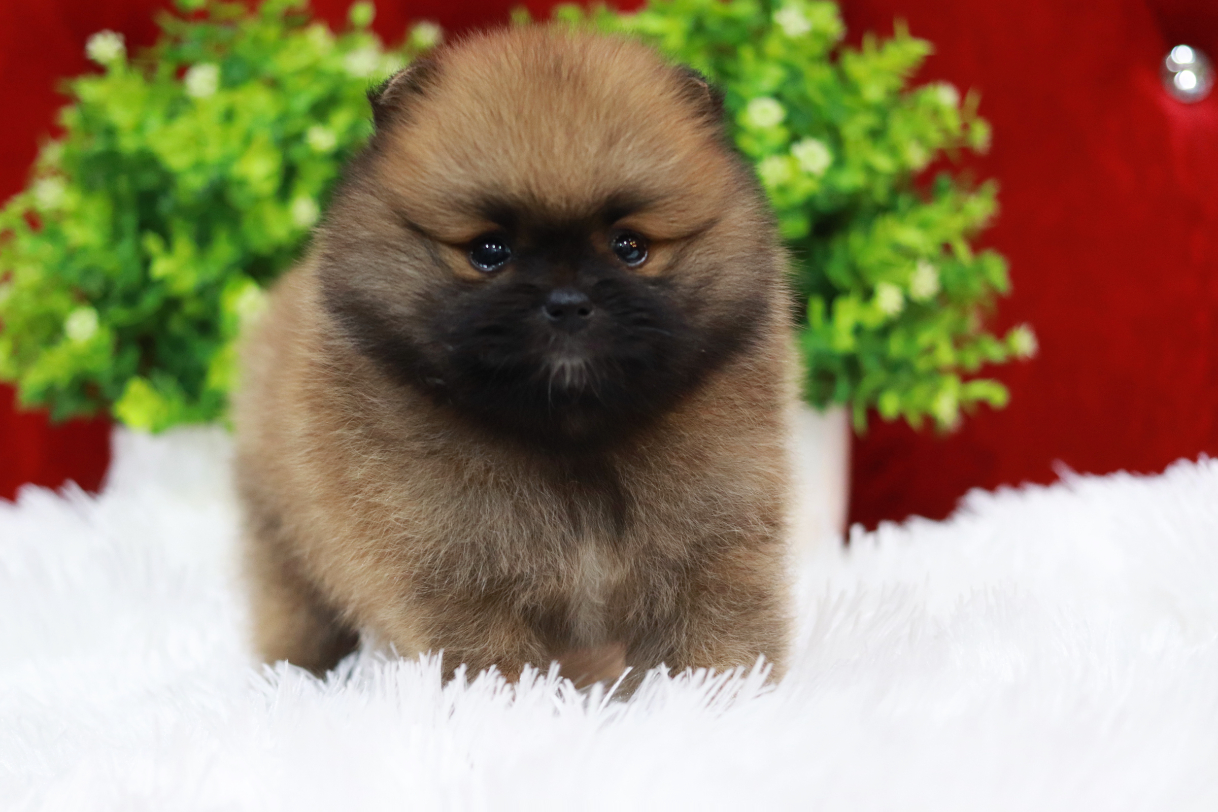 ปอมเมอเรเนียน เพศผู้ สีส้ม ขนแน่น