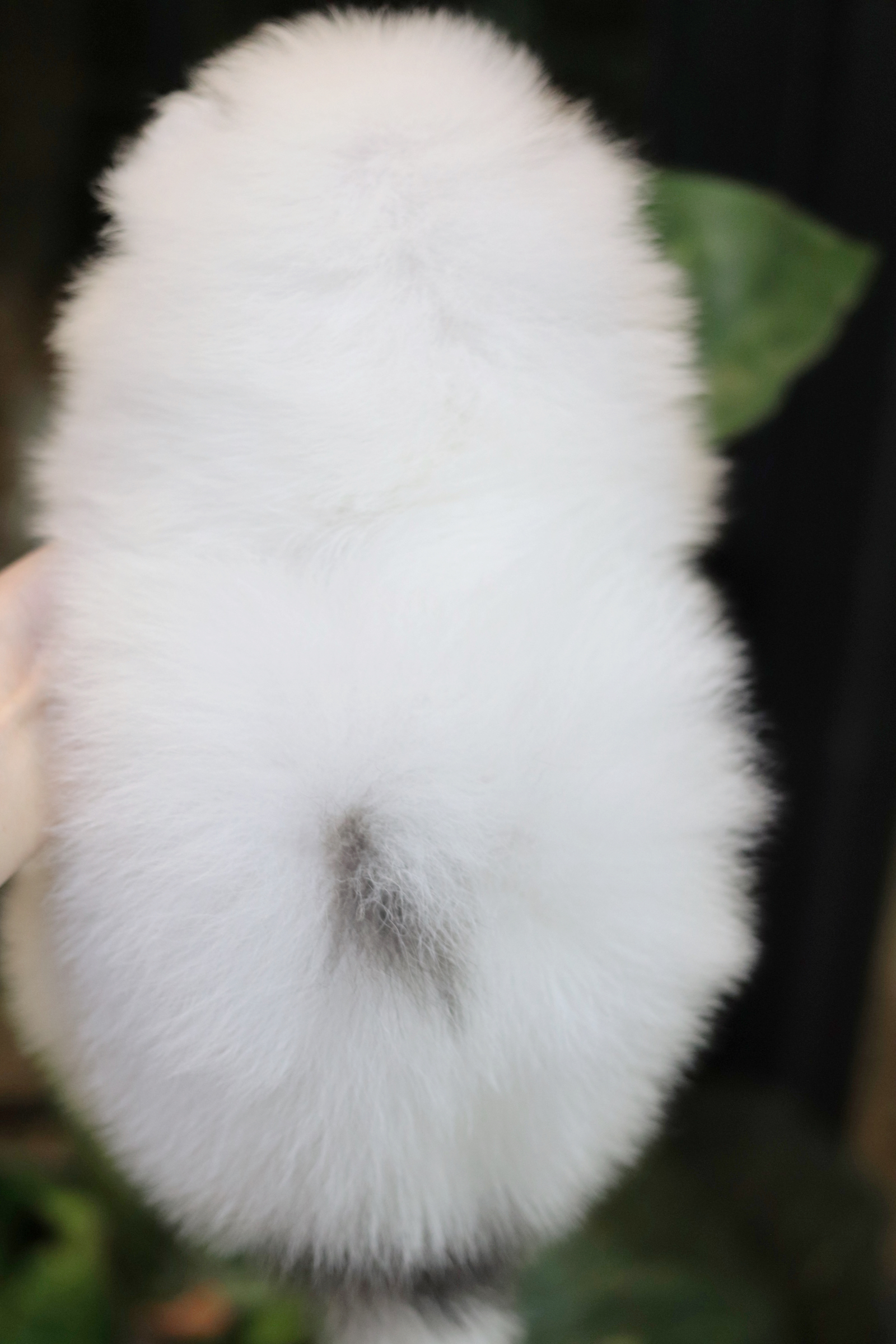 ปอมเมอเรเนียน เพศผู้แฟนซีขนแน่นๆ