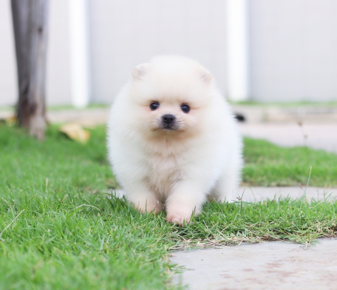 ปอมเมอเรเนียน เพศเมีย สีครีม