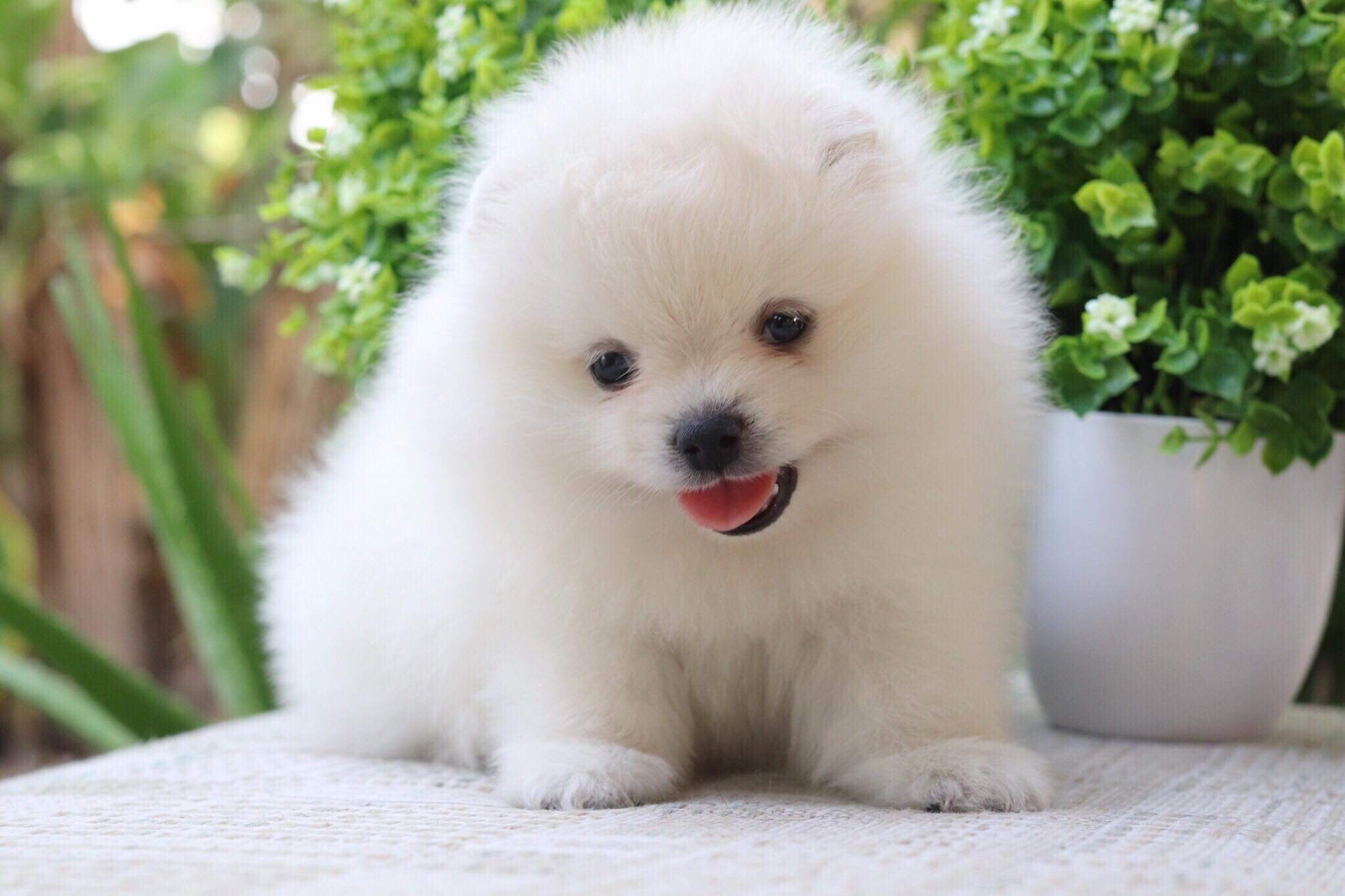 ปอมเมอเรเนียน เพศผู้