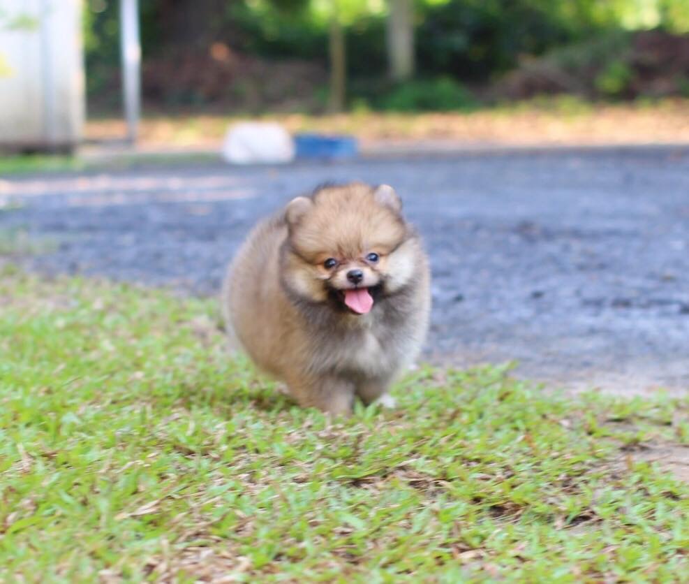 ปอมเมอเรเนียน เพศเมีย