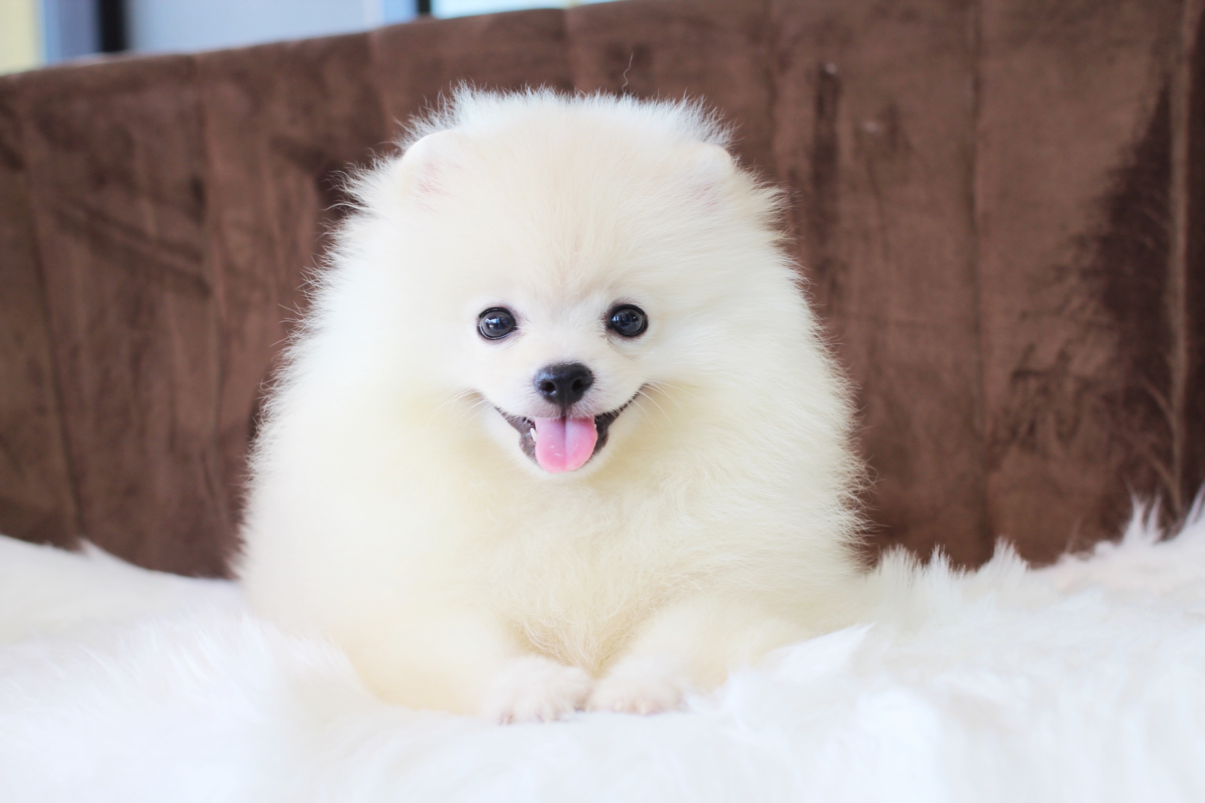 ปอมเมอเรเนียน เพศผู้ สีขาวครีม