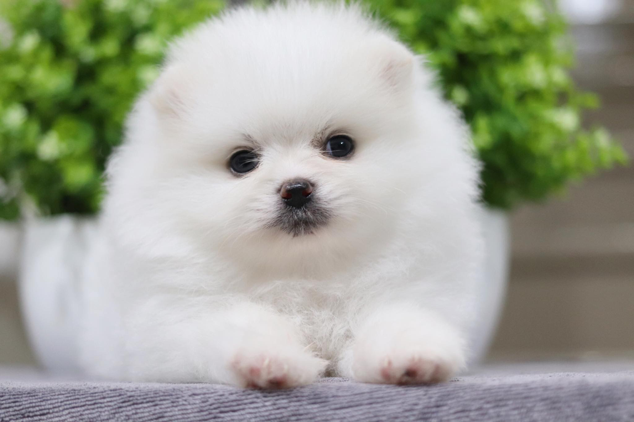 ปอมเมอเรเนียน เพศเมีย