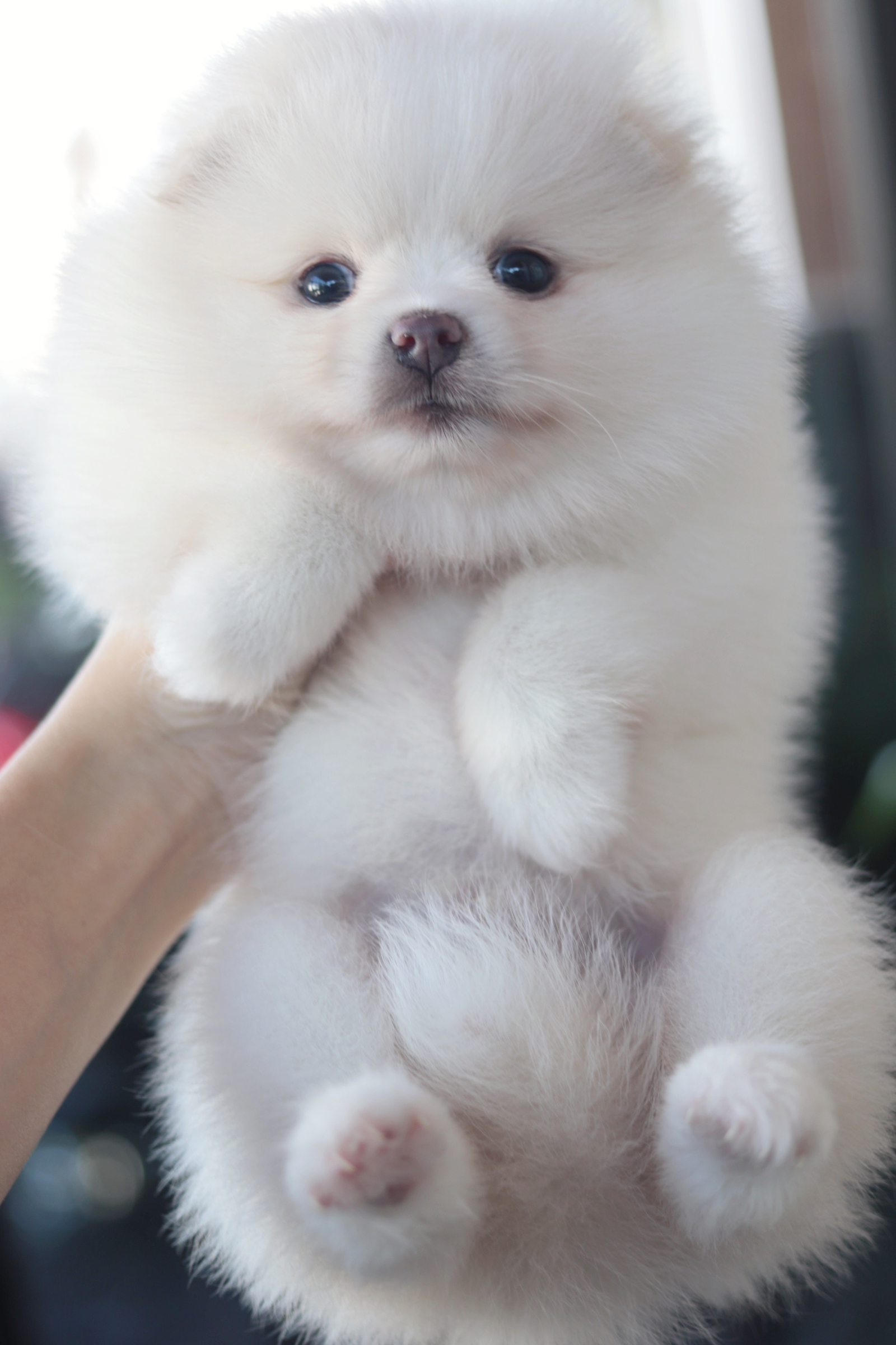 ปอมเมอเรเนียน เพศผู้ สีขาวครีม