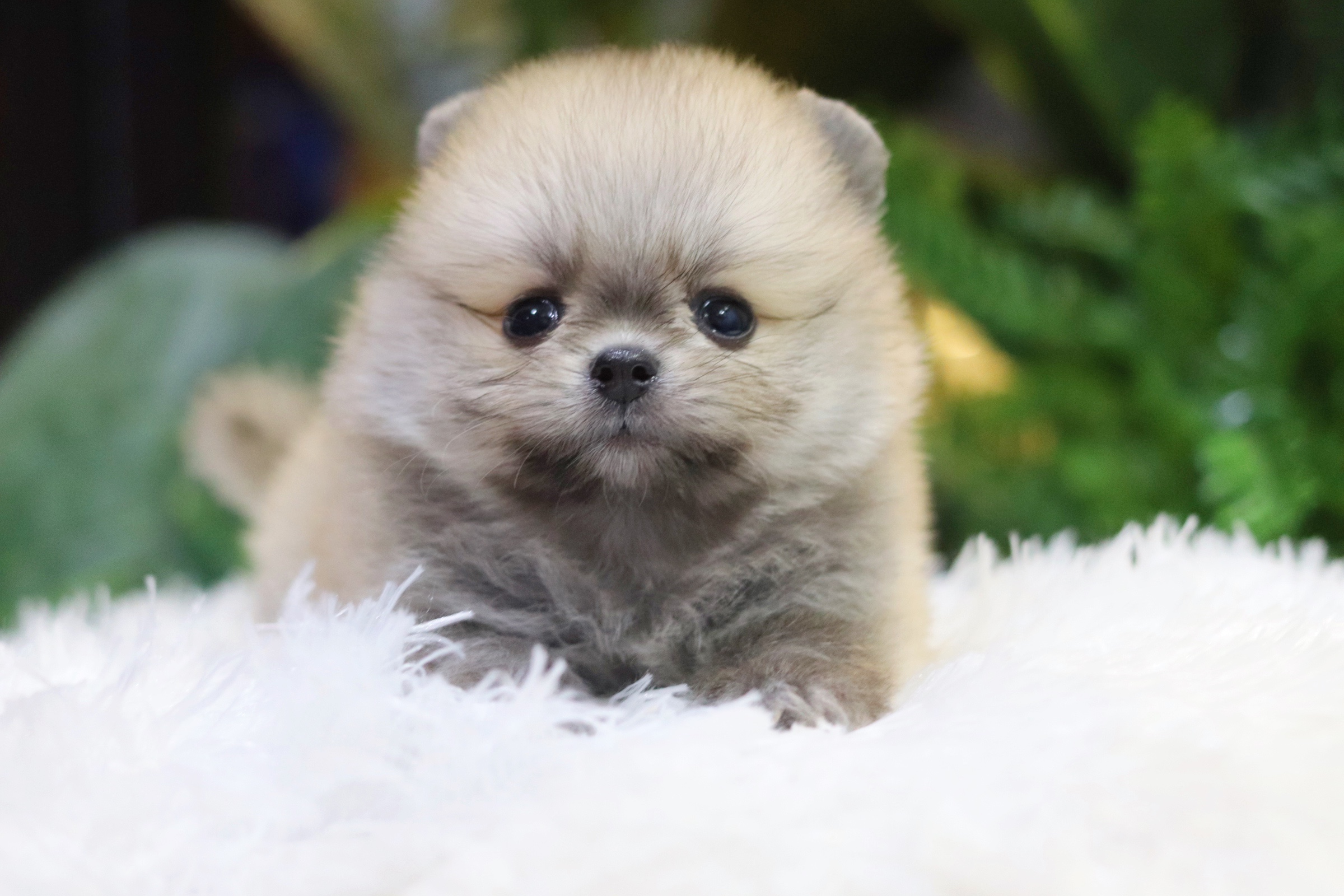 ปอมเมอเรเนียน เพศเมียสีส้ม