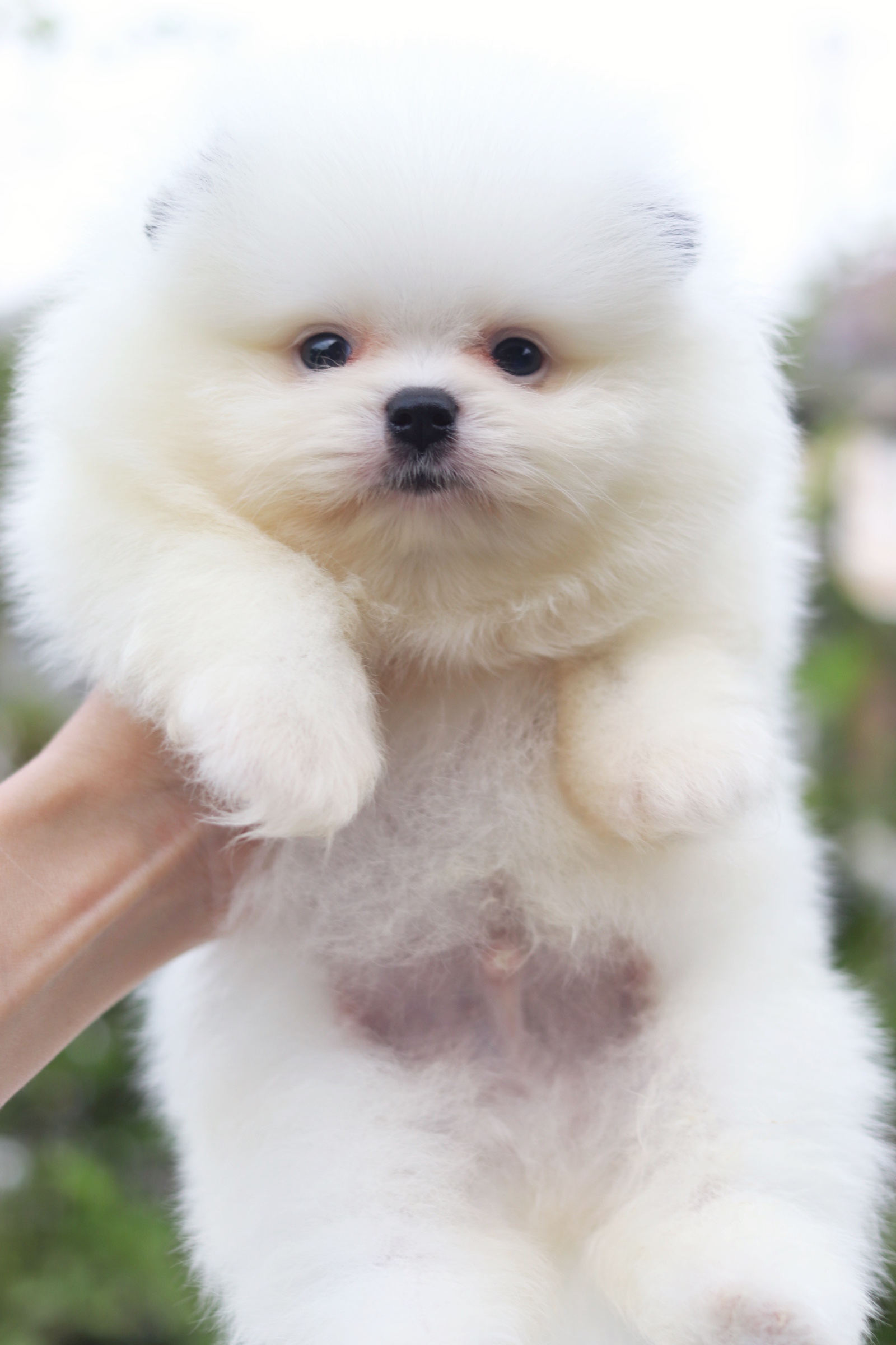 ปอมเมอเรเนียน เพศผู้ สีแฟนซี ลำตัวสีขาว ใบหูสีดำ