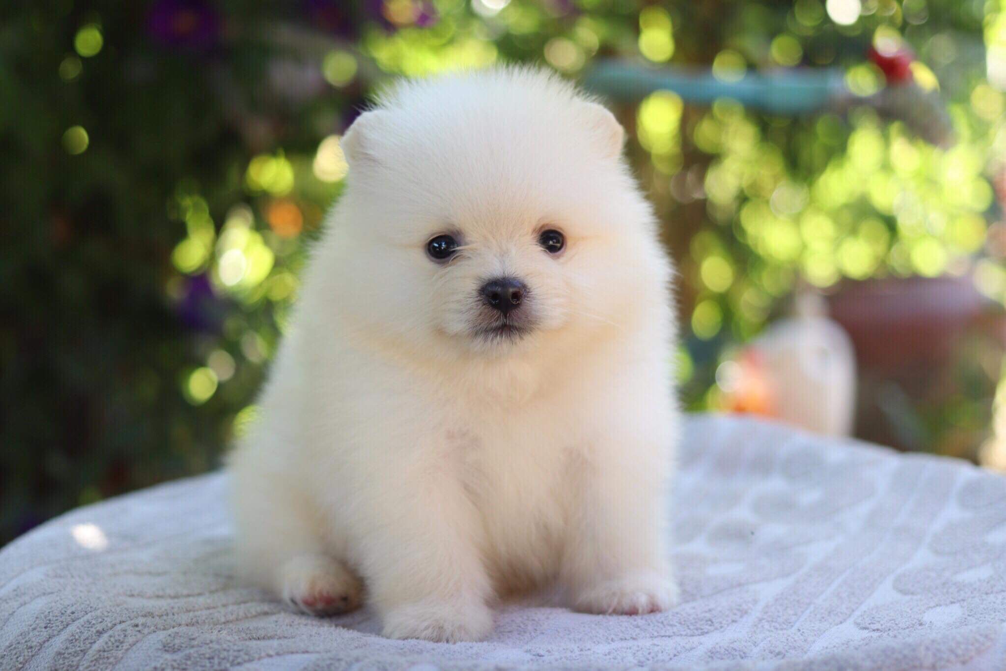 ปอมเมอเรเนียน เพศผู้