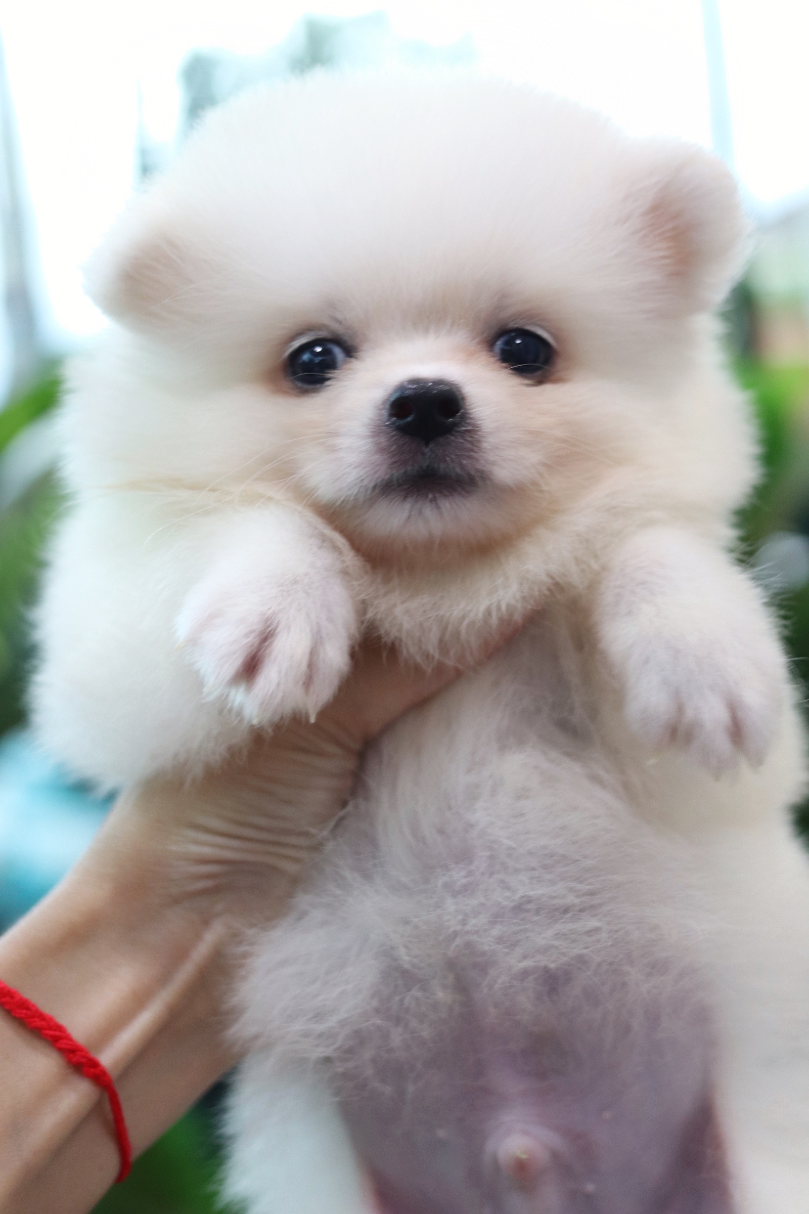 ปอมเมอเรเนียน เพศผู้ เกรดเลี้ยงเล่นสีขาว