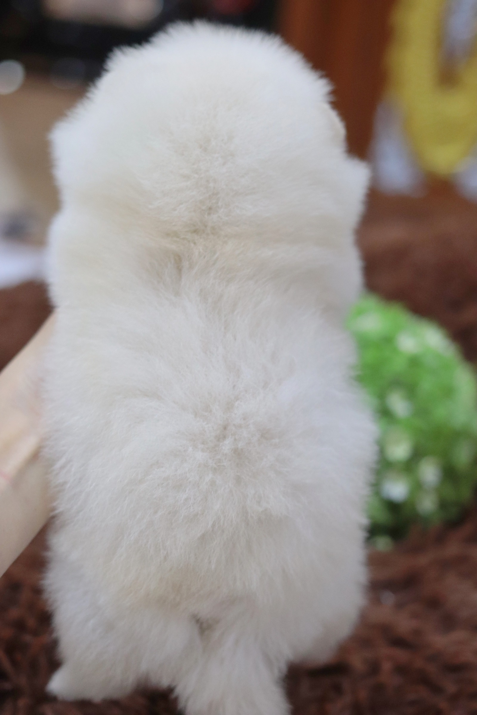 ปอมเมอเรเนียน เพศเมียขาวครีม