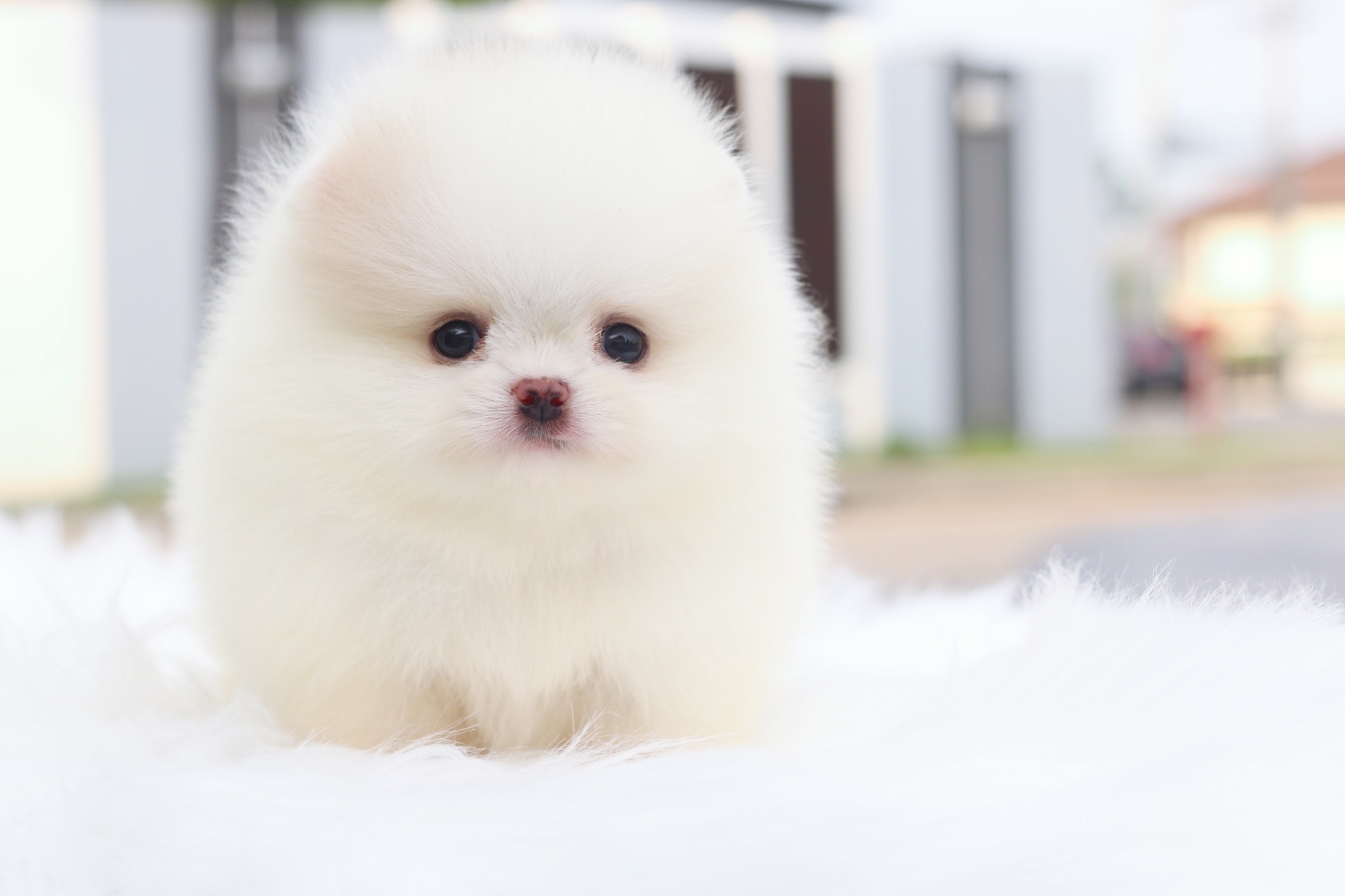 ปอมเมอเรเนียน เพศเมียสีขาวครีมเกรดโชว์ พร้อมใบเพ็ดเต็มใบ