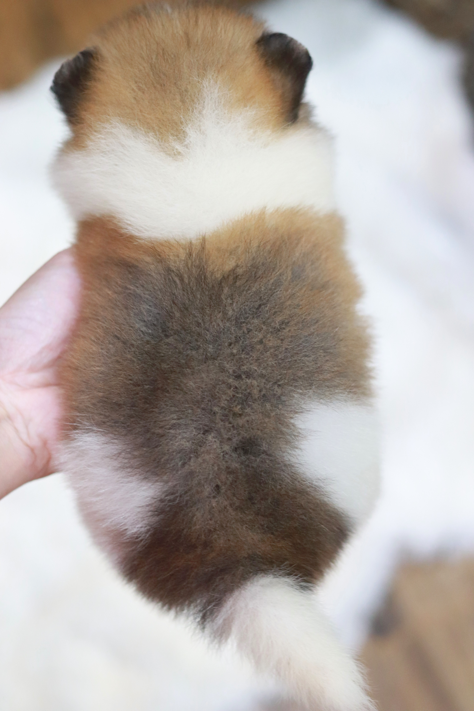 ปอมเมอเรเนียน เพศผู้ สีแฟนซี ไซส์เล็ก