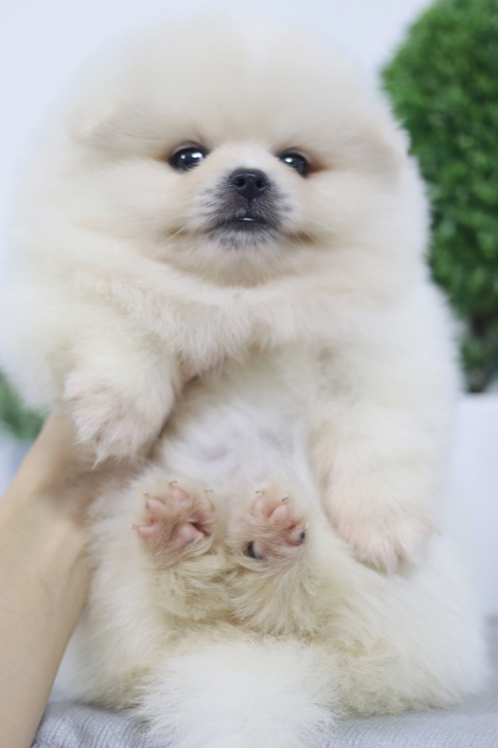 ปอมเมอเรเนียน เพศผู้