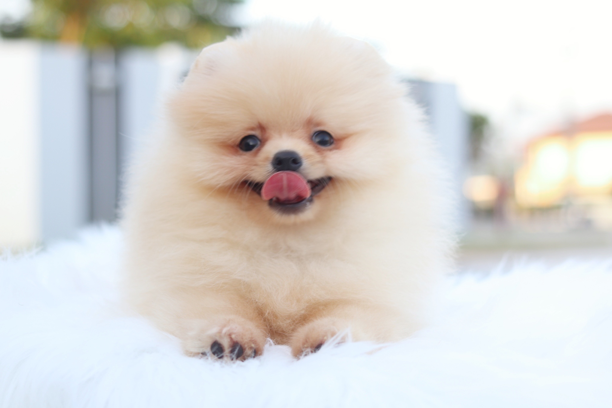 ปอมเมอเรเนียน เพศเมียสีครีม