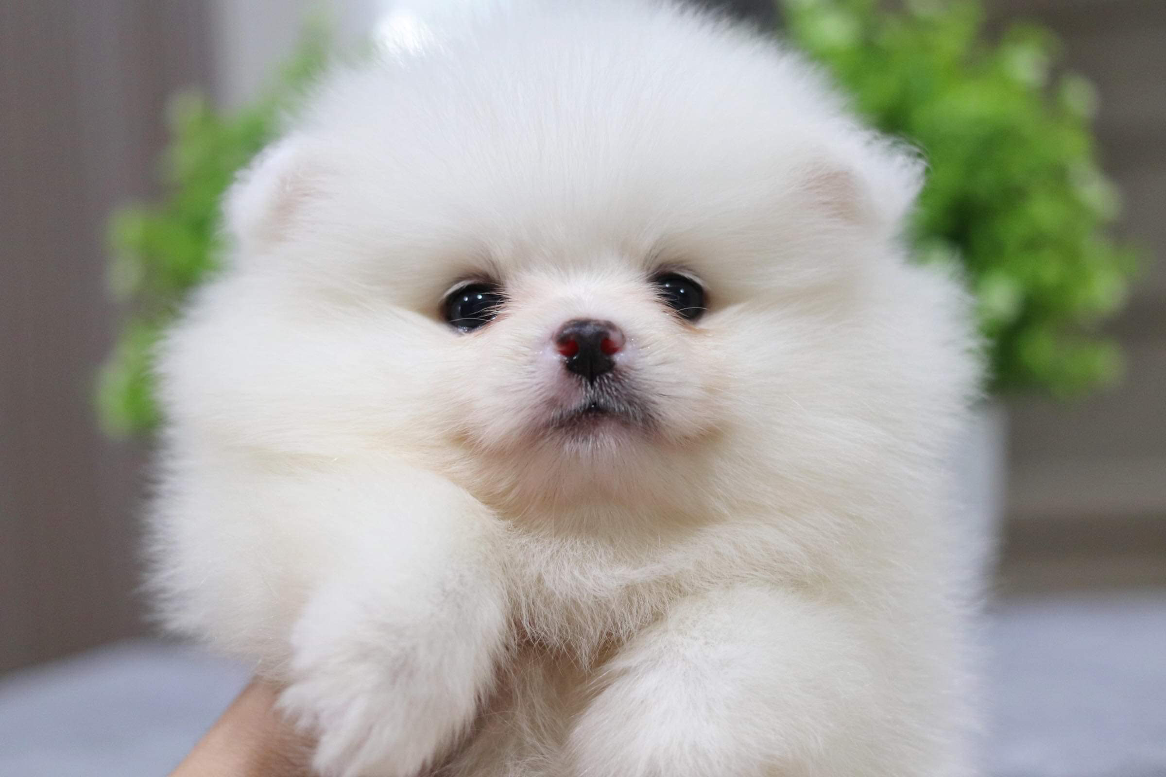 ปอมเมอเรเนียน เพศผู้