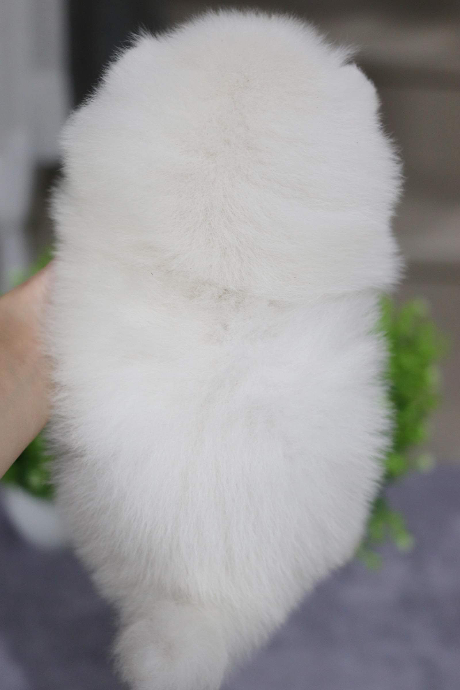 ปอมเมอเรเนียน เพศผู้