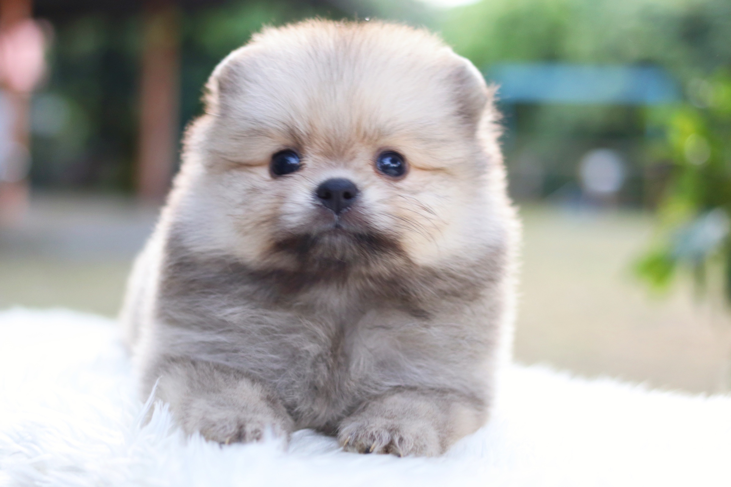 ปอมเมอเรเนียน เพศผู้ สีส้ม