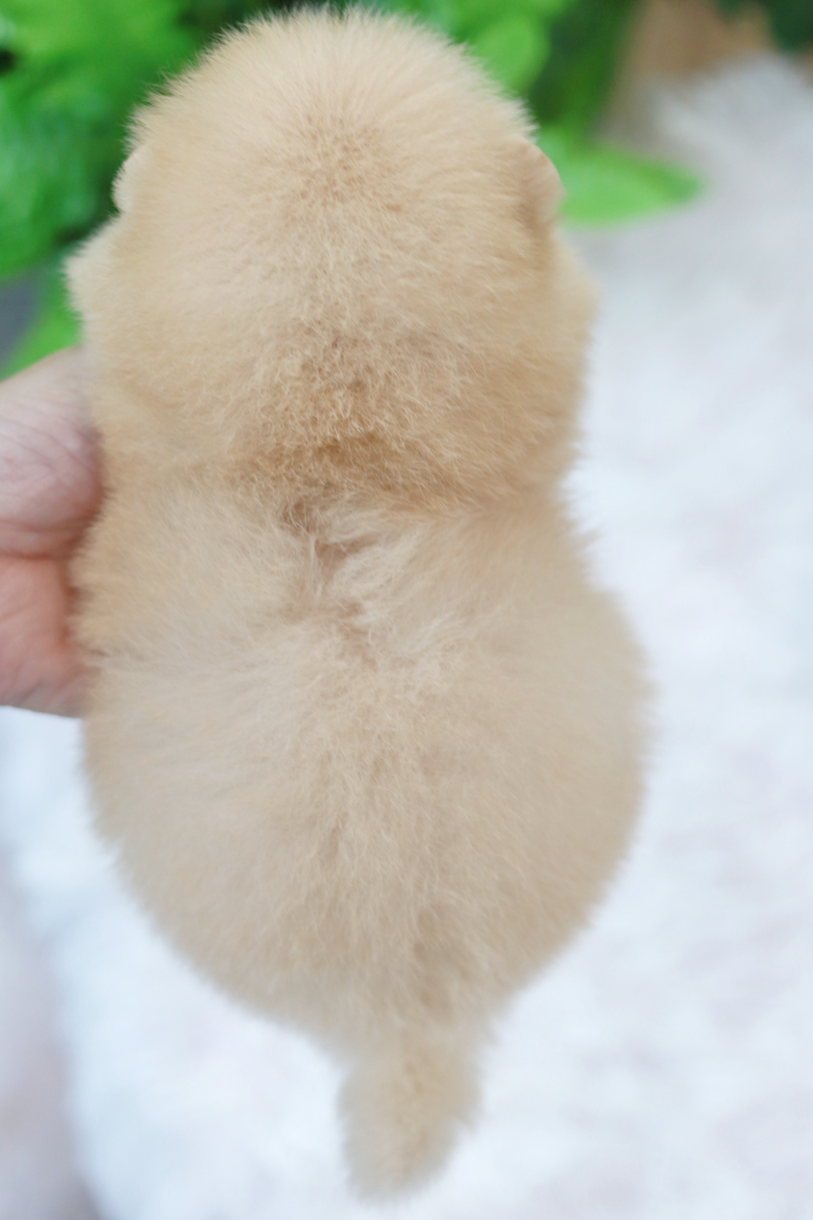 ปอมเมอเรเนียน เพศเมียสีครีมทีคัพ