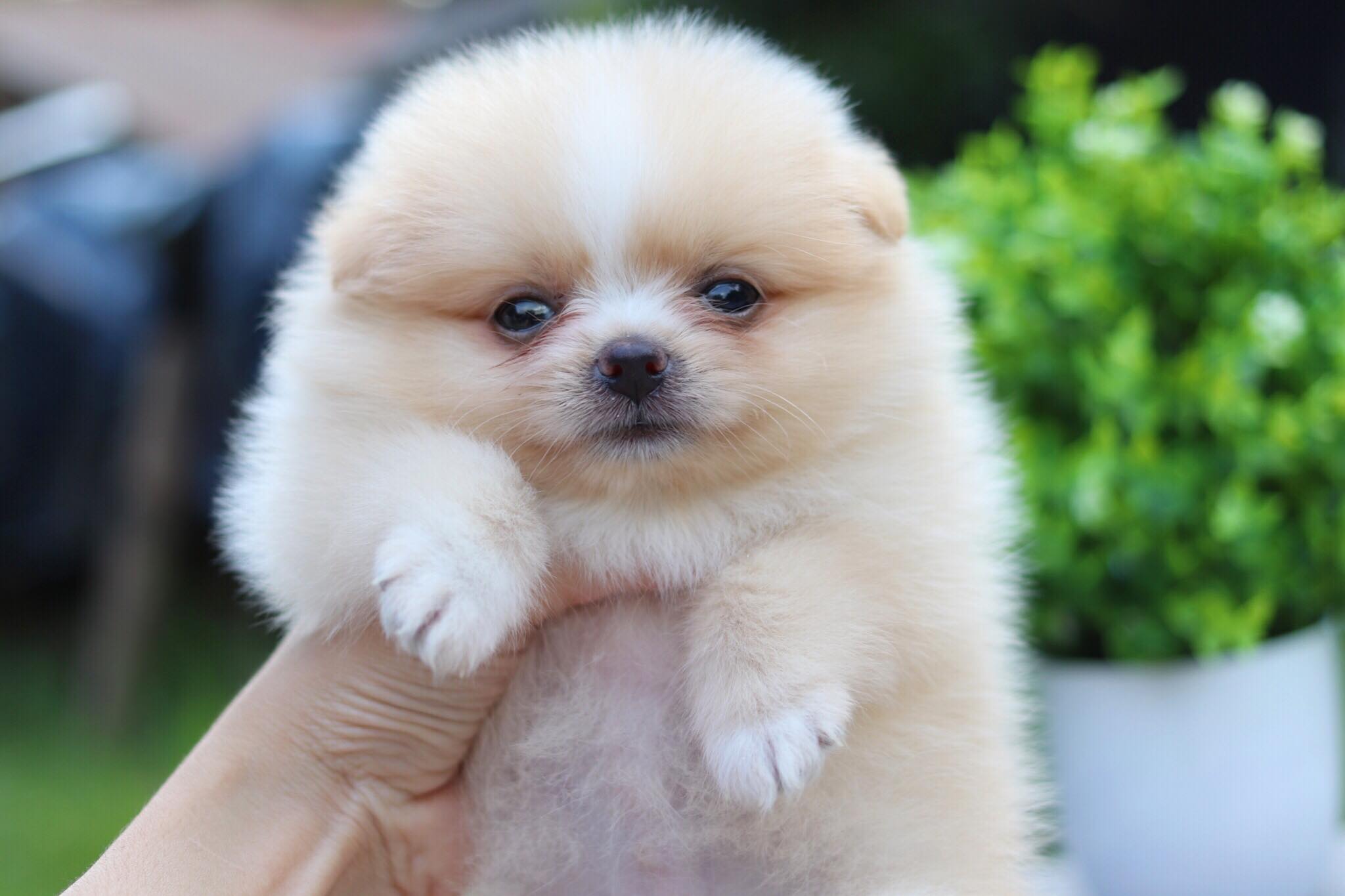 ปอมเมอเรเนียน เพศเมีย