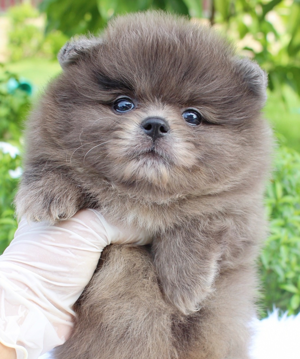 ปอมเมอเรเนียน เพศผู้ สีเมอร์เร่