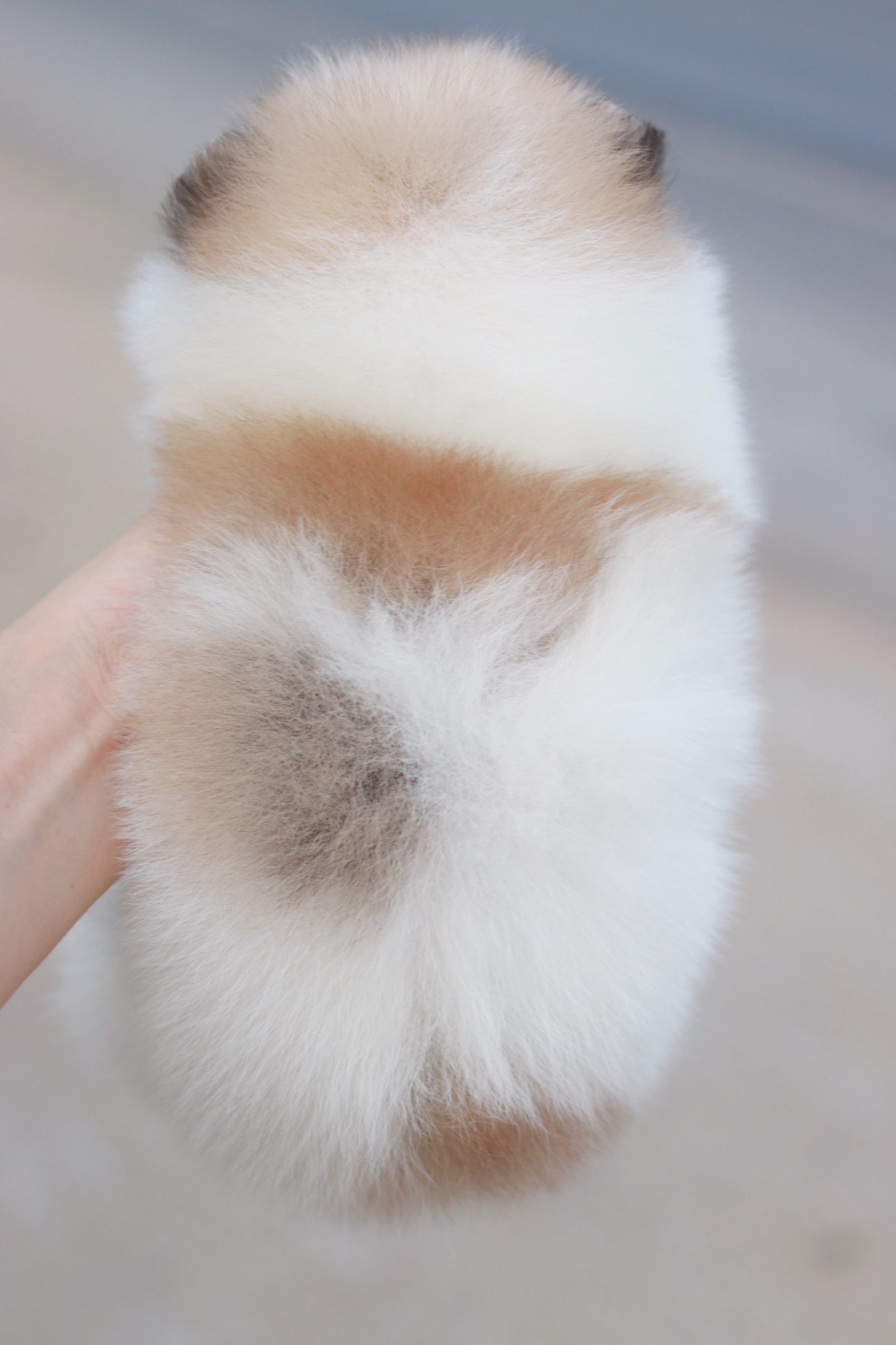 ปอมเมอเรเนียน เพศเมีย