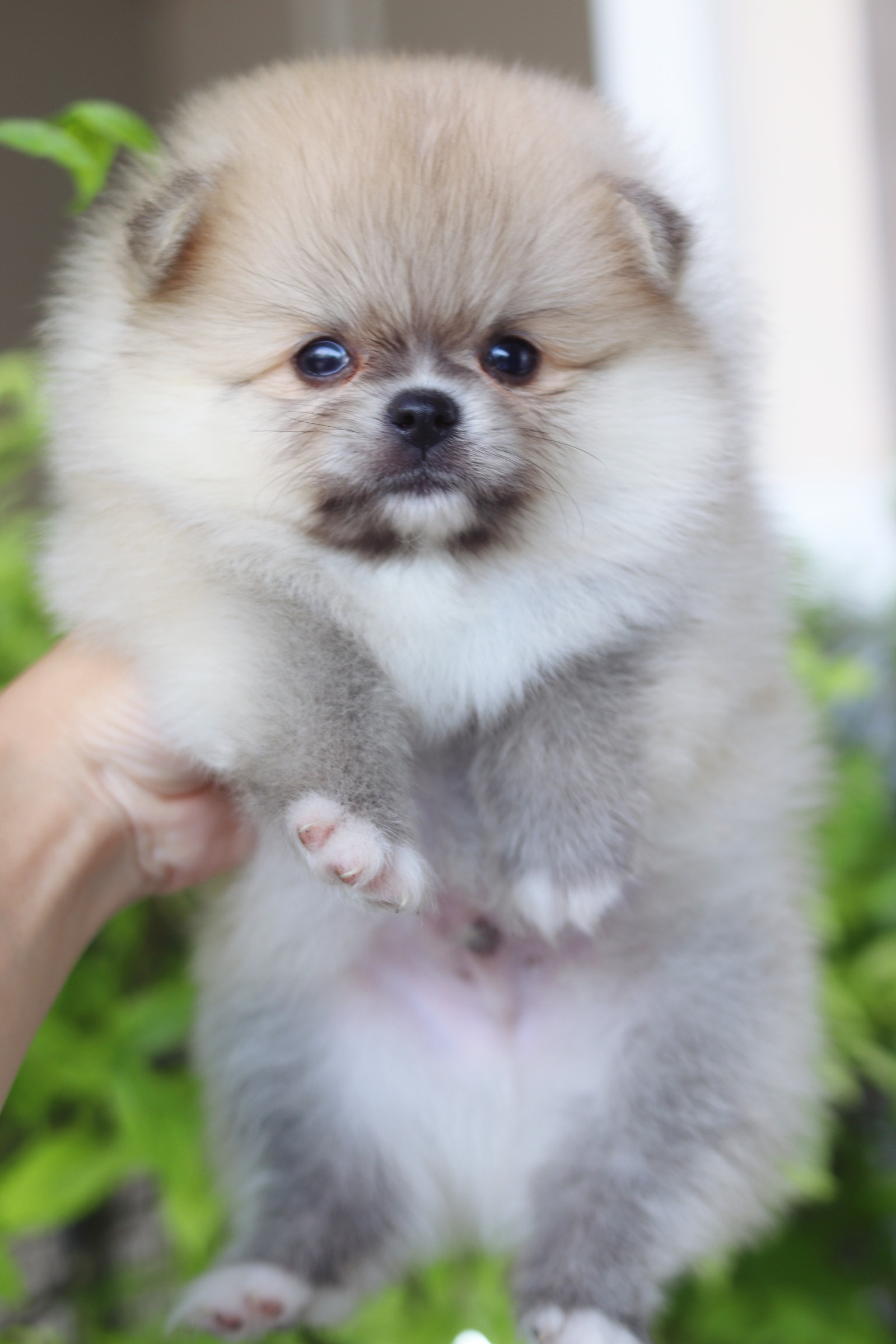 ปอมเมอเรเนียน เพศผู้สีส้ม