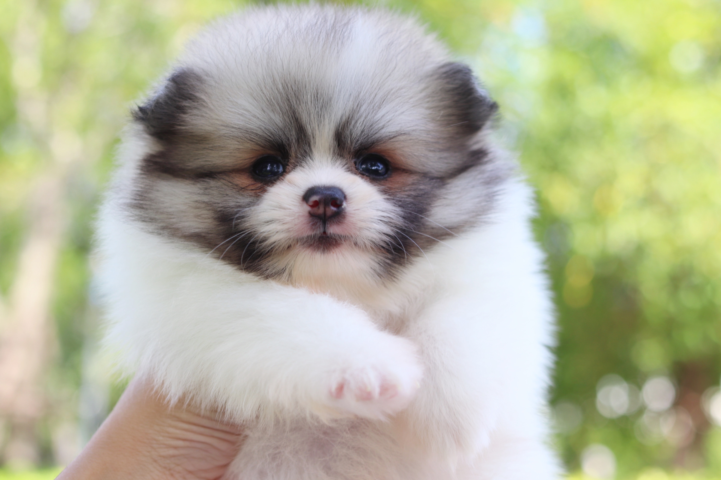 ปอมเมอเรเนียน เพศผู้สีแฟนซี