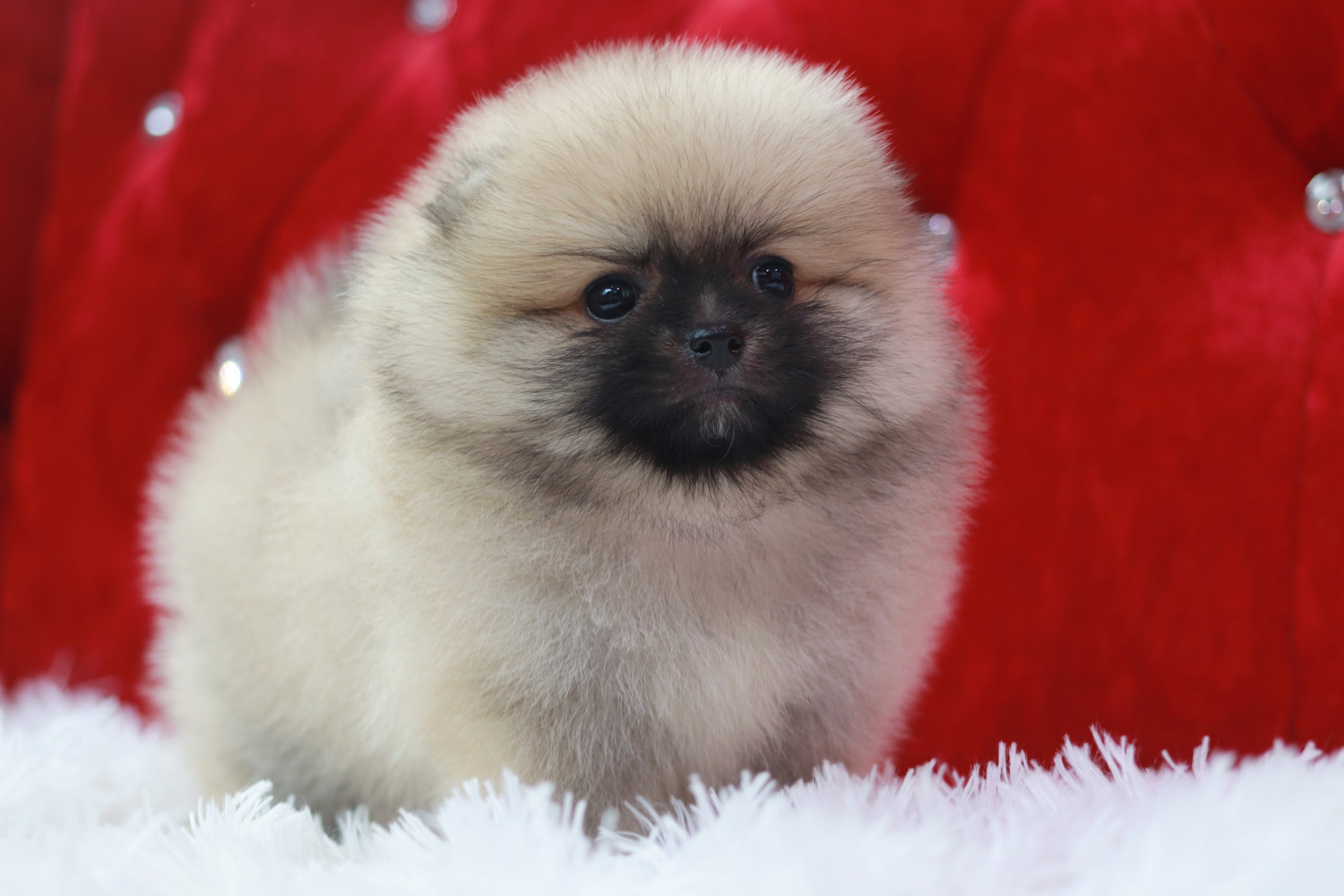 ปอมเมอเรเนียน เพศเมีย สีฟางข้าว ขนแน่นเกรดโชว์