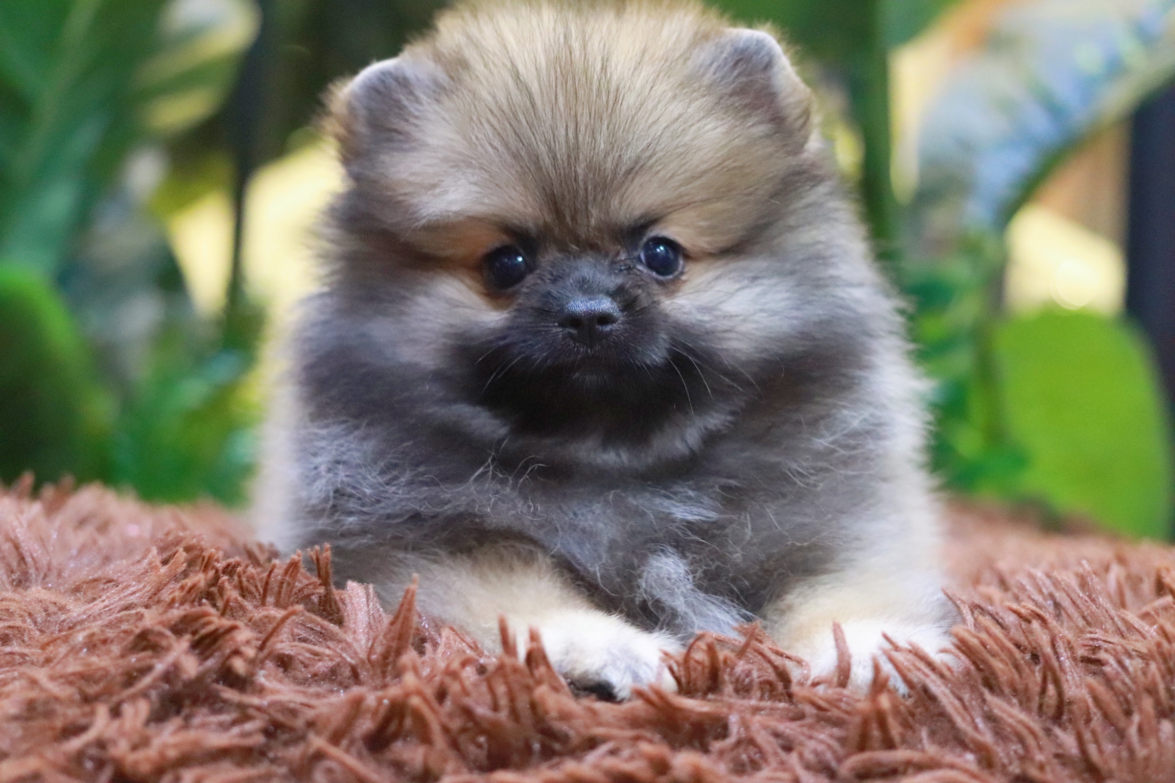 ปอมเมอเรเนียน เพศเมียสีส้ม