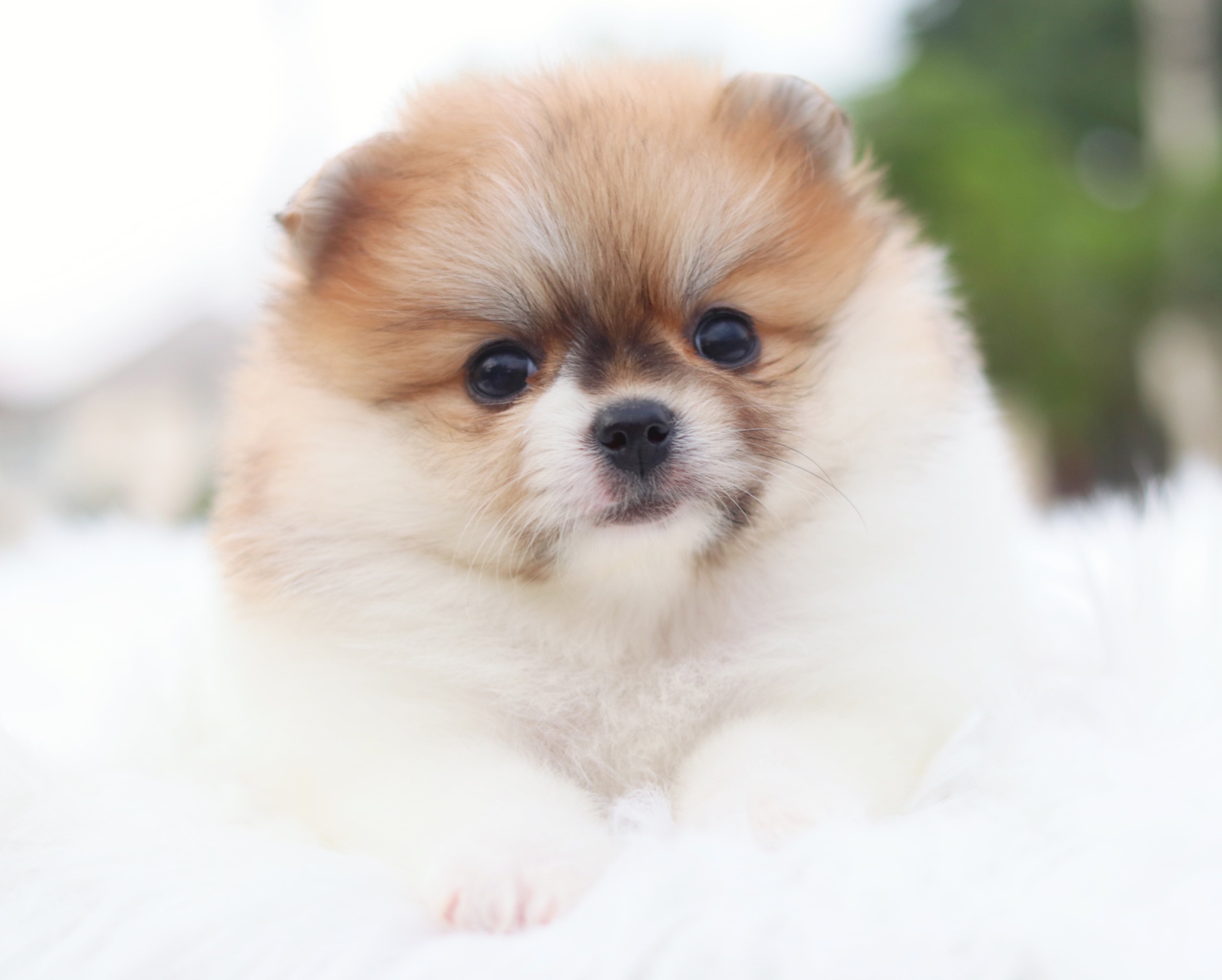 ปอมเมอเรเนียน เพศเมียสีแฟนซี