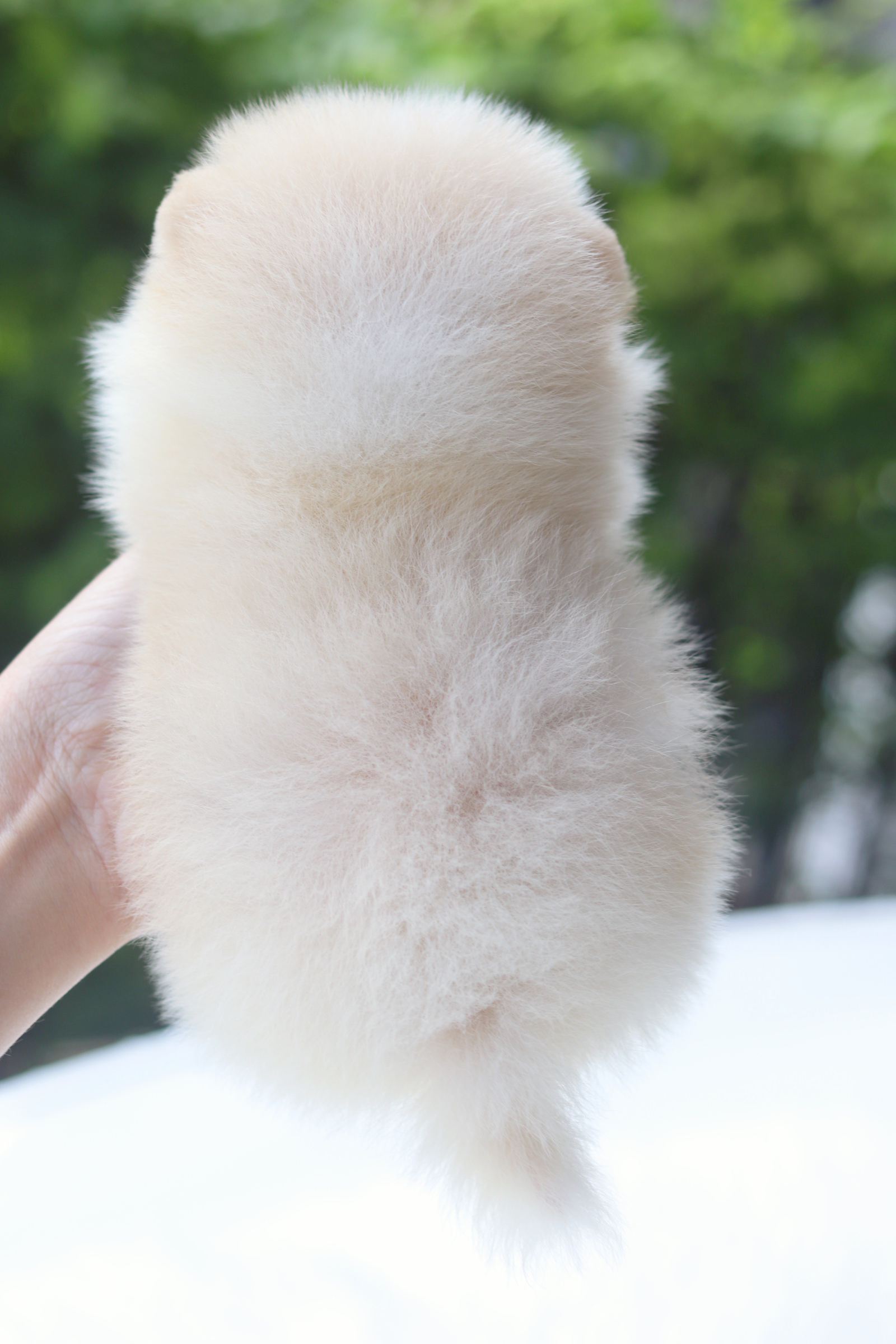 ปอมเมอเรเนียน เพศผู้สีขาวครีม