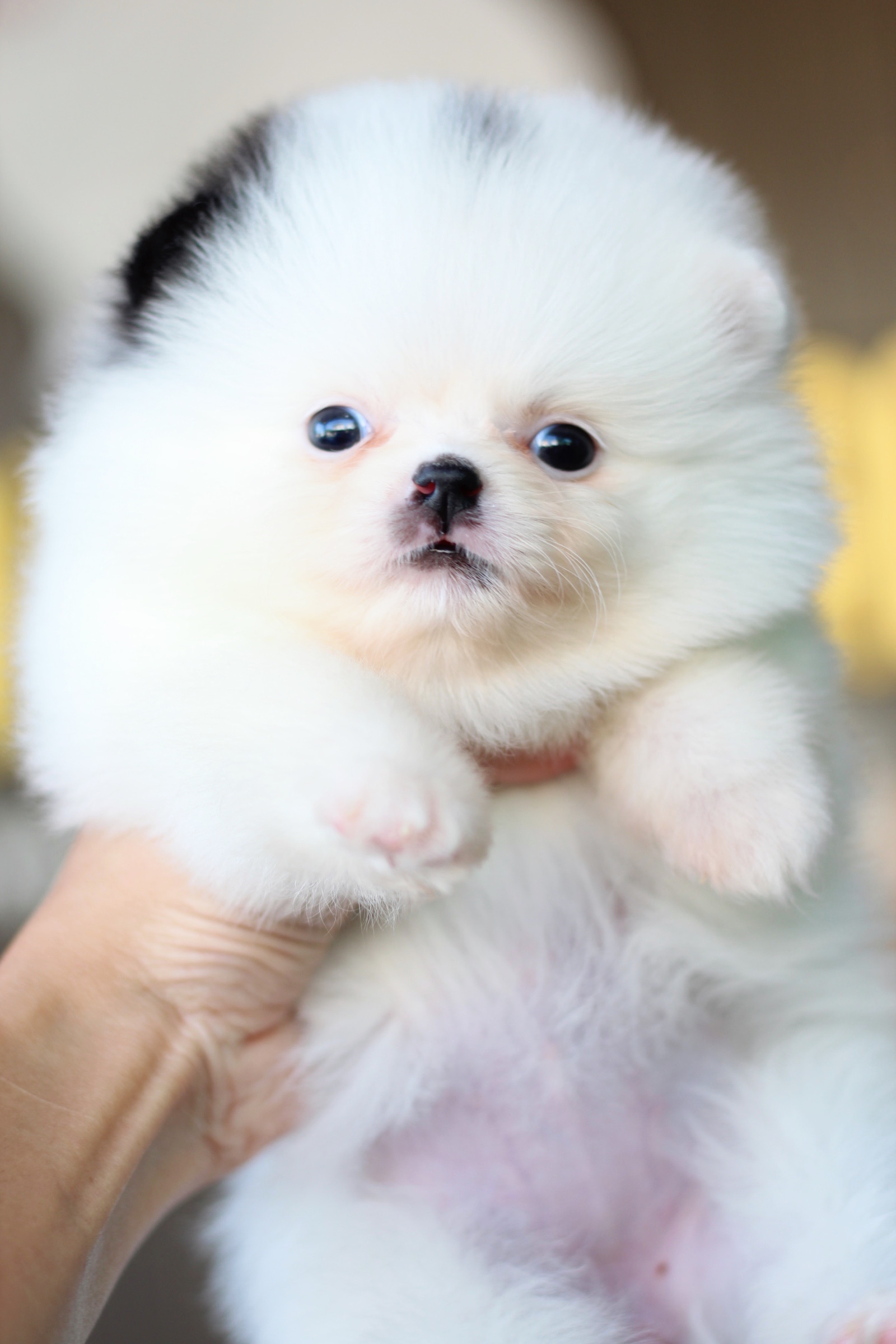 ปอมเมอเรเนียน เพศเมีย สีแฟนซี