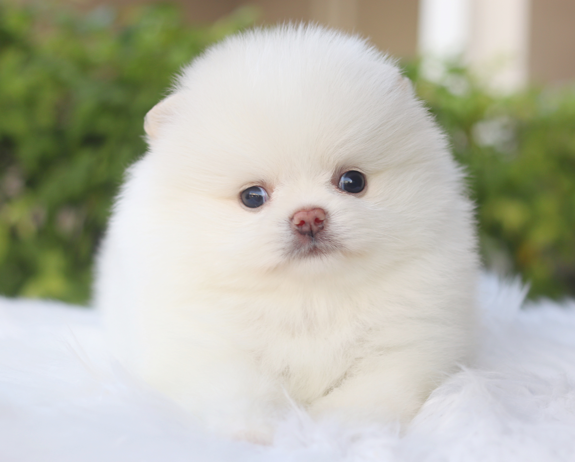 ปอมเมอเรเนียน เพศผู้สีขาวครีม