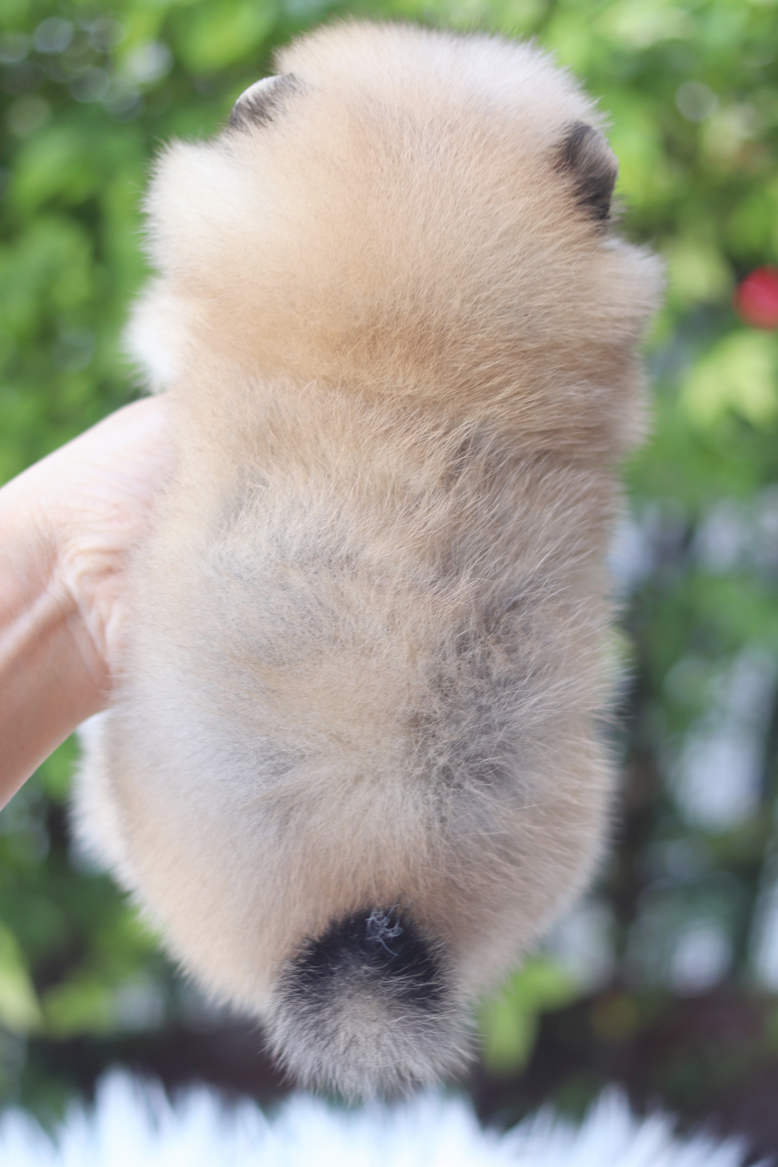 ปอมเมอเรเนียน เพศเมียสีส้ม