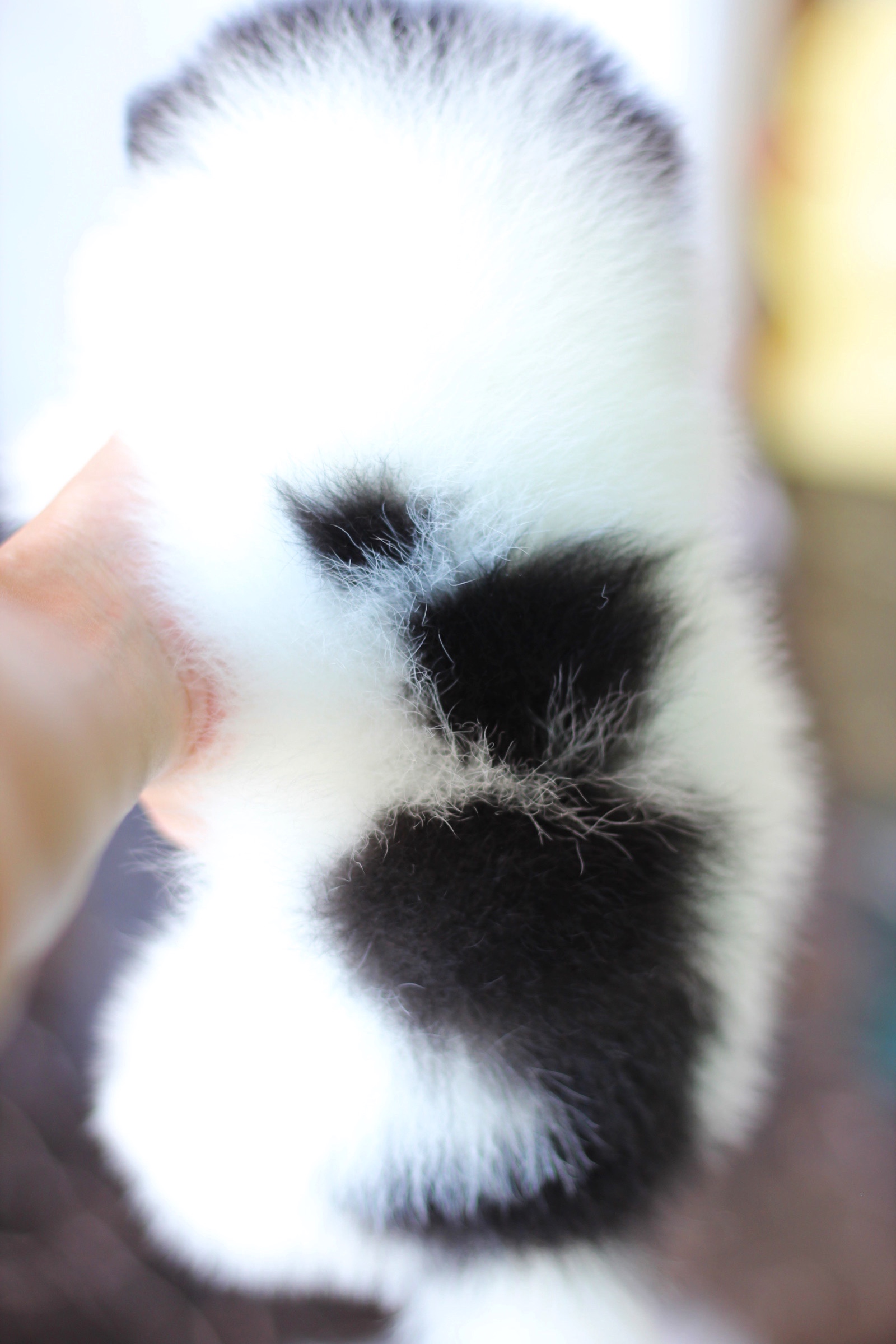 ปอมเมอเรเนียน เพศผู้ สีแฟนซี