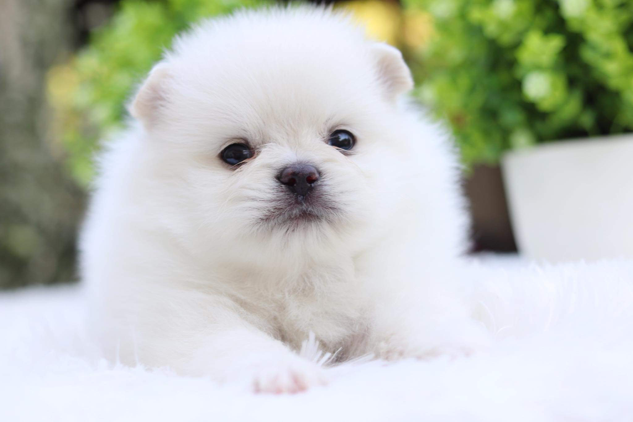 ปอมเมอเรเนียน เพศผู้