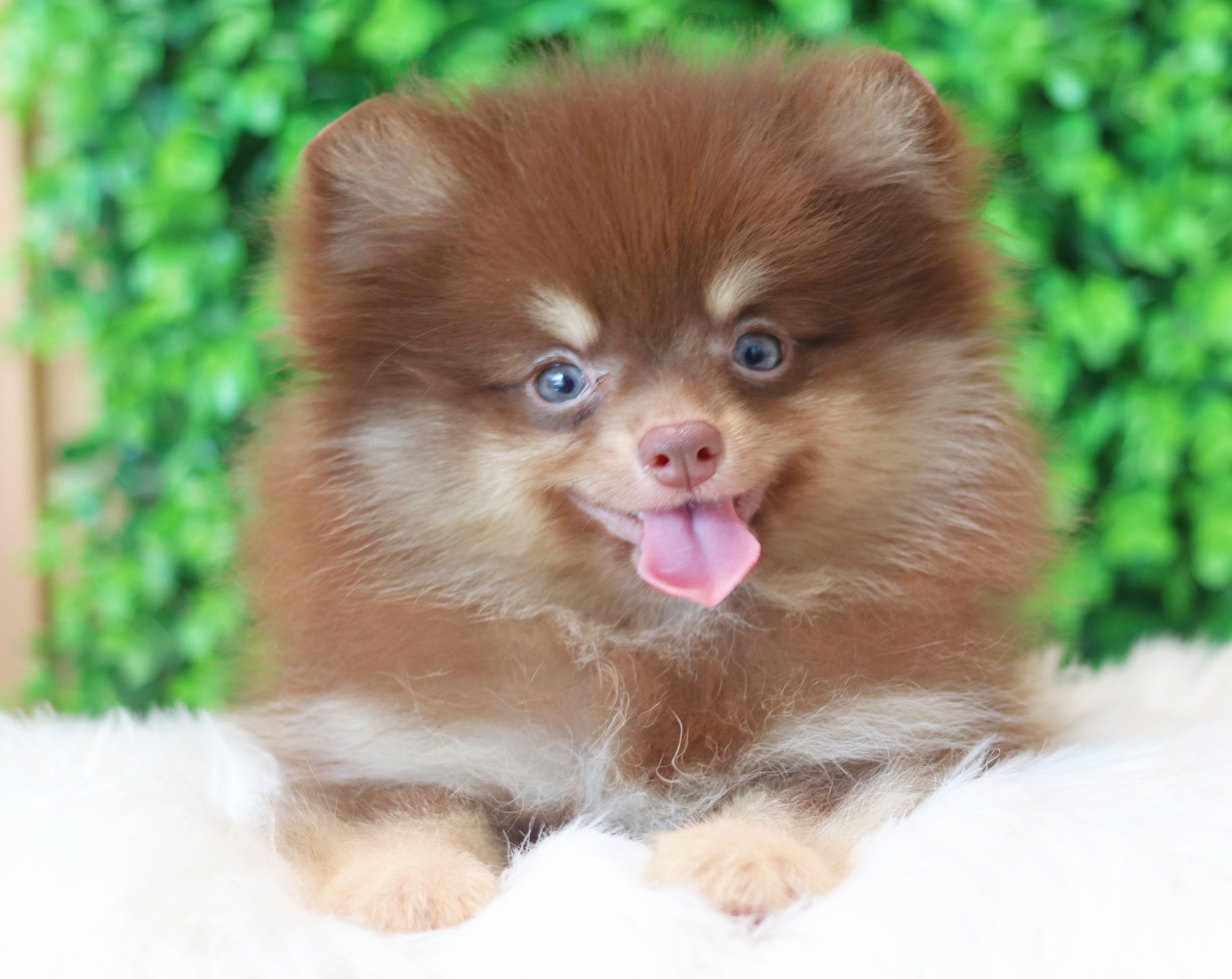 ปอมเมอเรเนียน เพศเมียสีช็อคแทน