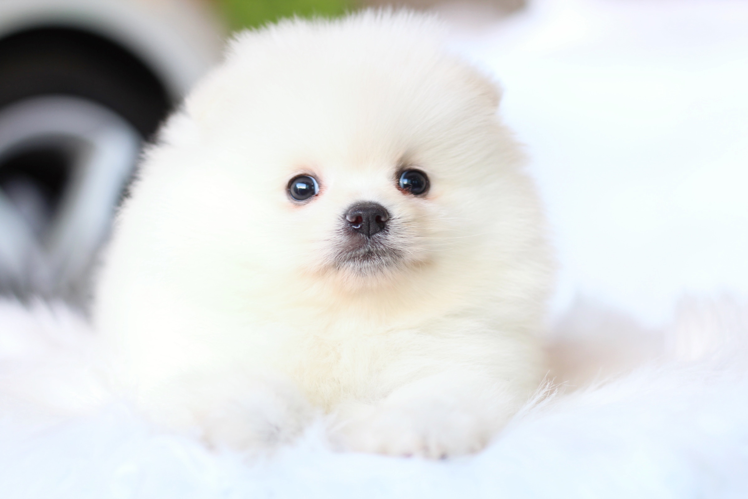 ปอมเมอเรเนียน เพศผู้ สีขาวครีมไซส์ปกติ