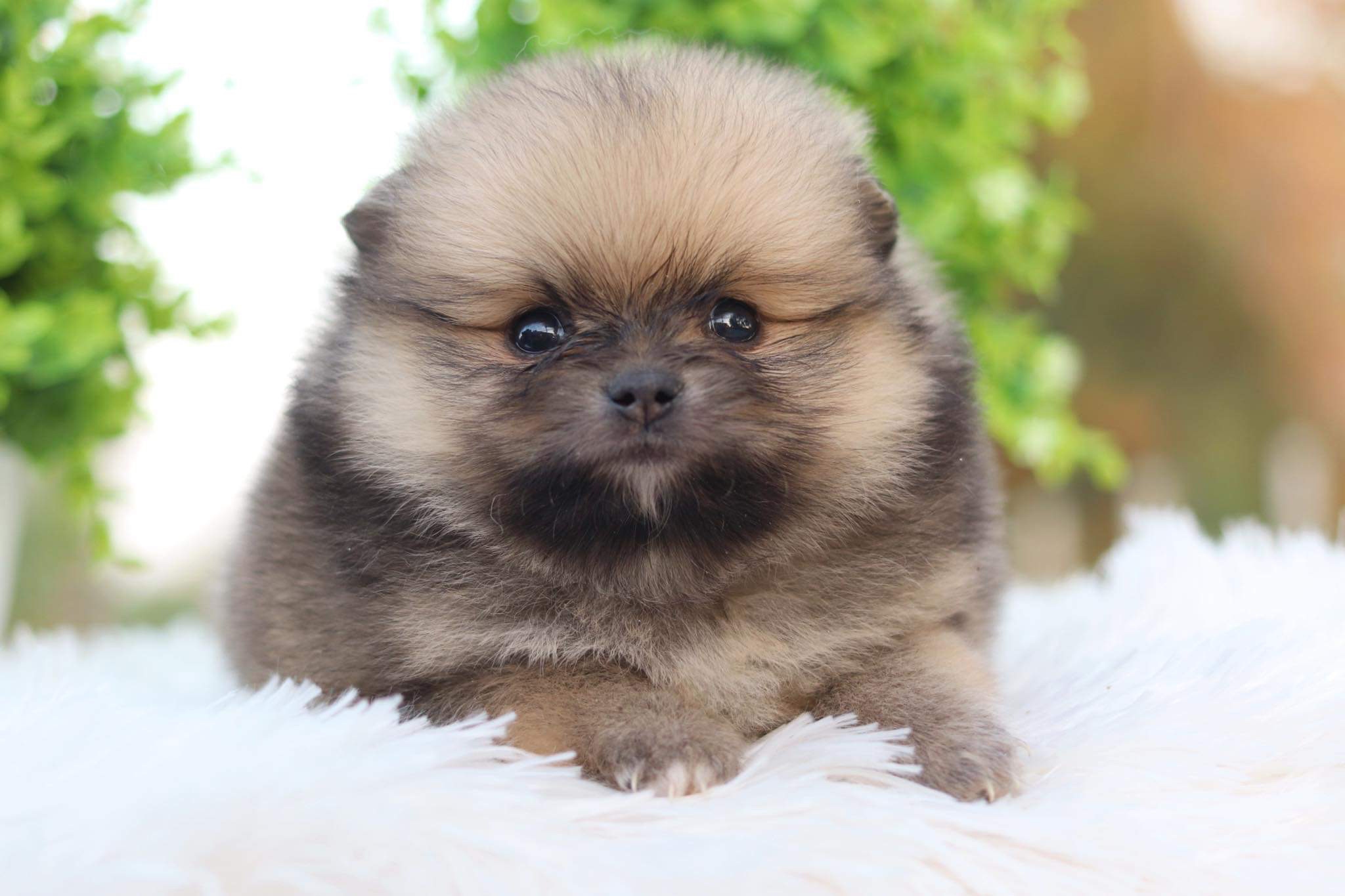 ปอมเมอเรเนียน เพศผู้