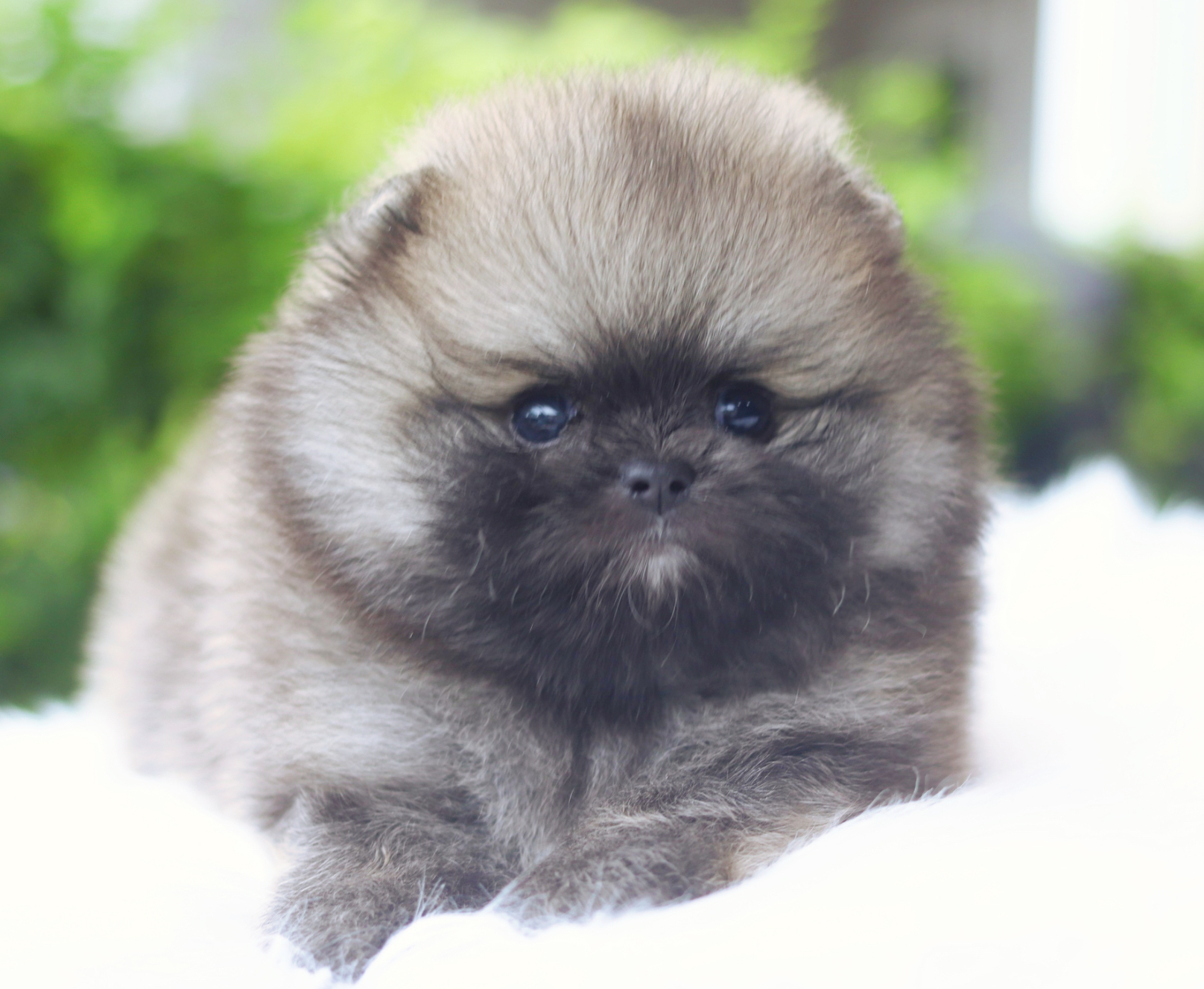 ปอมเมอเรเนียน เพศผู้สีส้ม เกรดโชว์