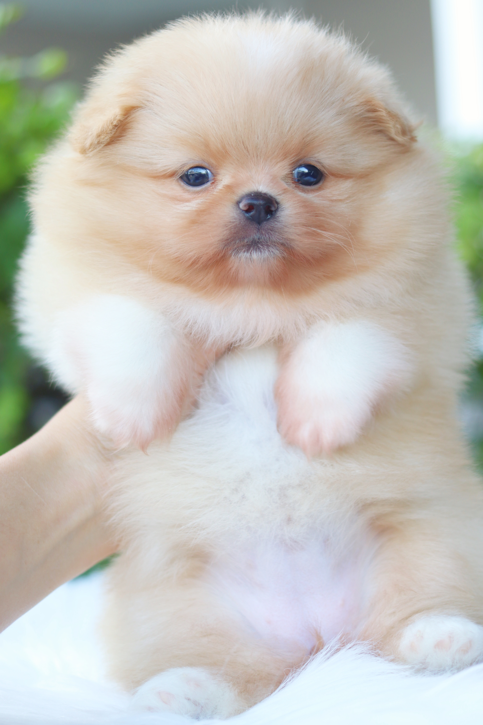 ปอมเมอเรเนียน เพศเมียสีส้ม เกรดโชว์