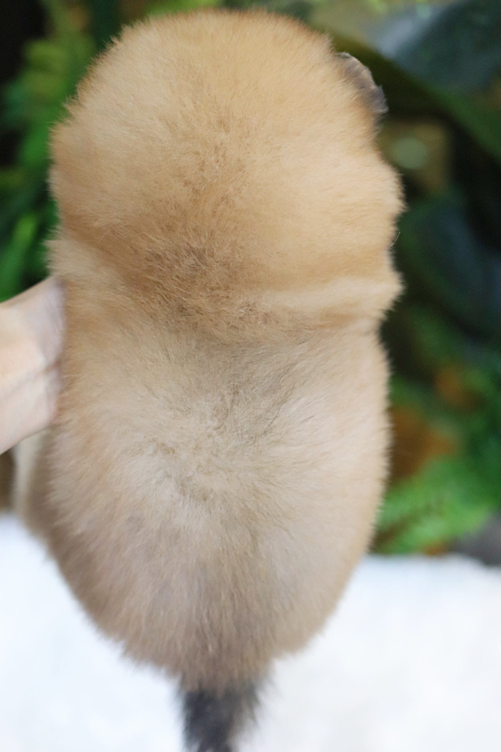 ปอมเมอเรเนียน เพศผู้ สีส้ม