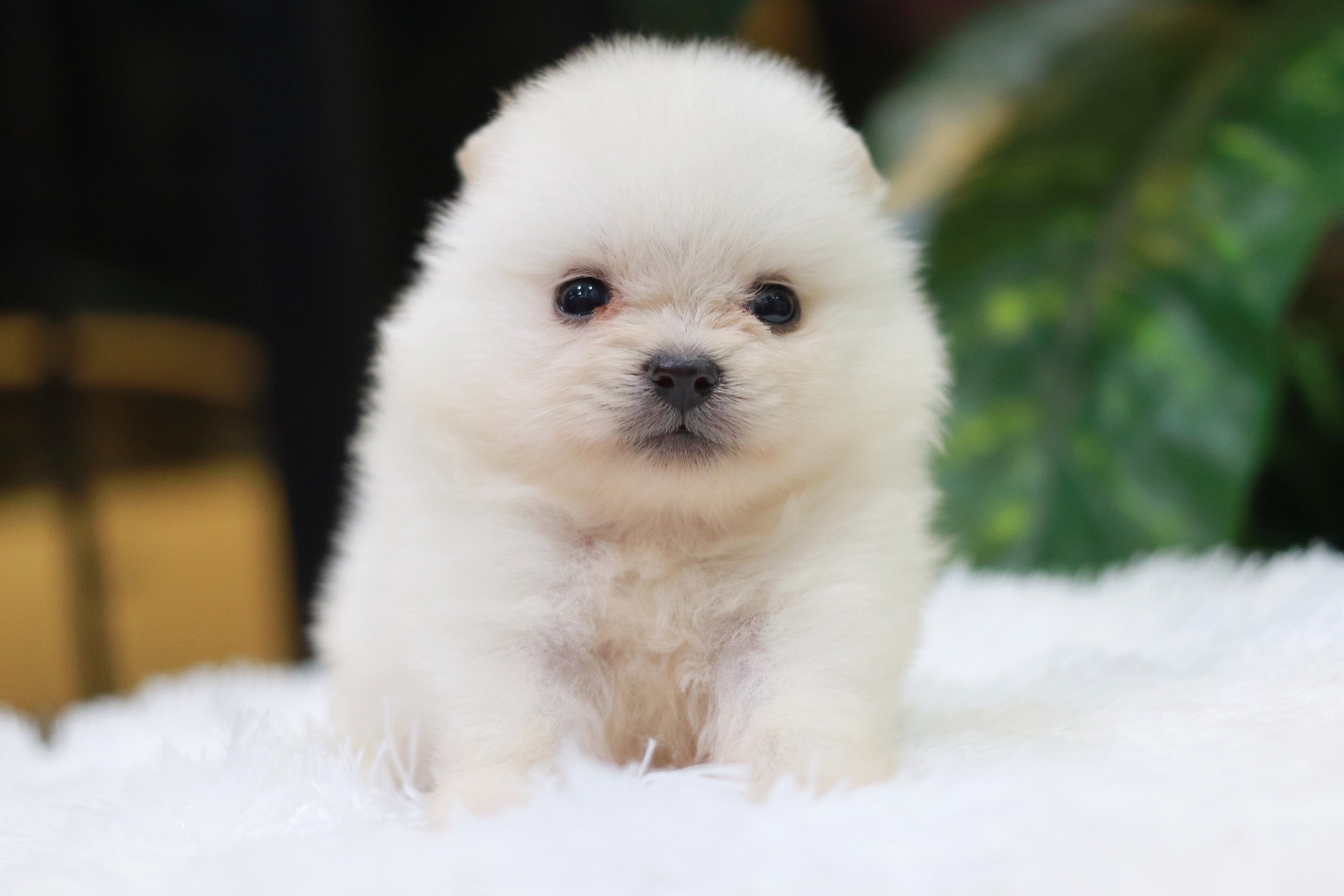 ปอมเมอเรเนียน เพศเมีย