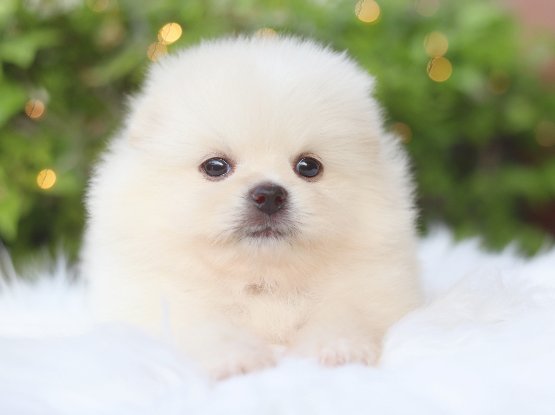 ปอมเมอเรเนียน เพศเมียสีครีม