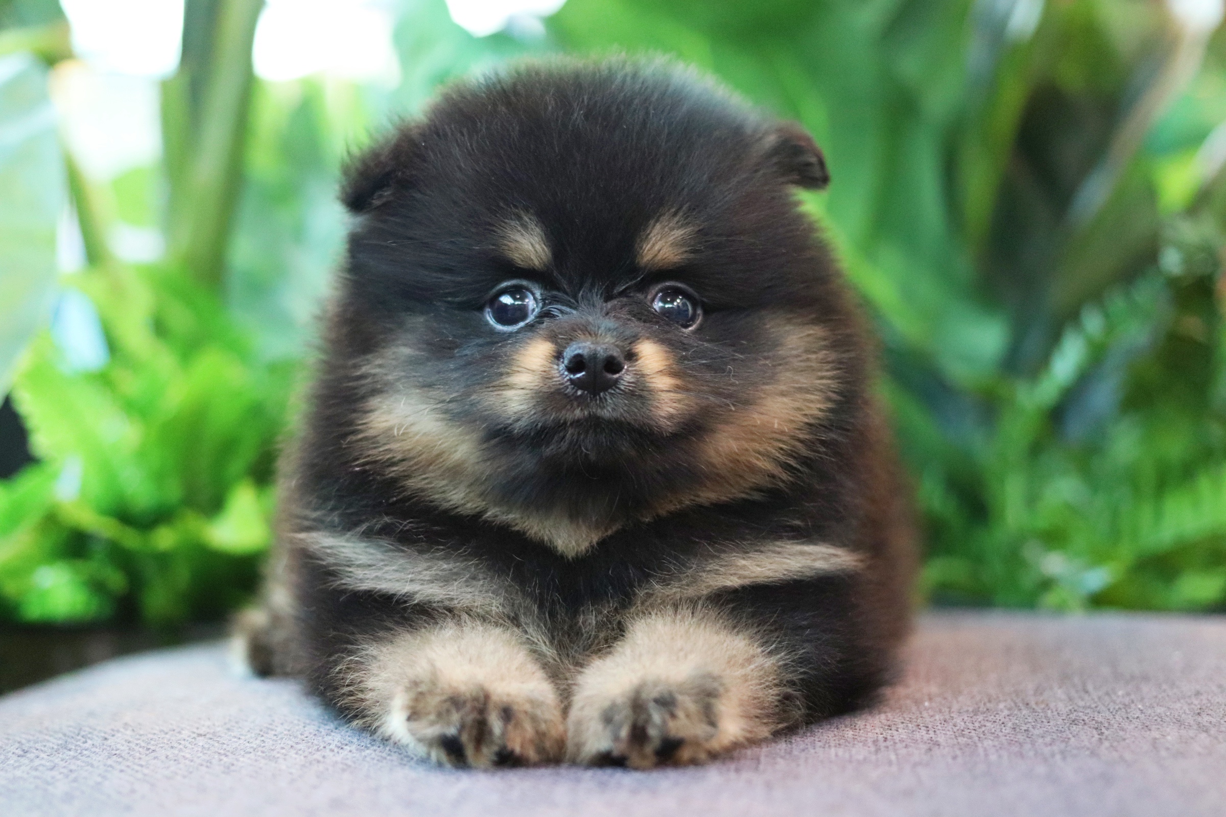 ปอมเมอเรเนียน เพศเมียแบล็คแทนหน้าฟ็อก